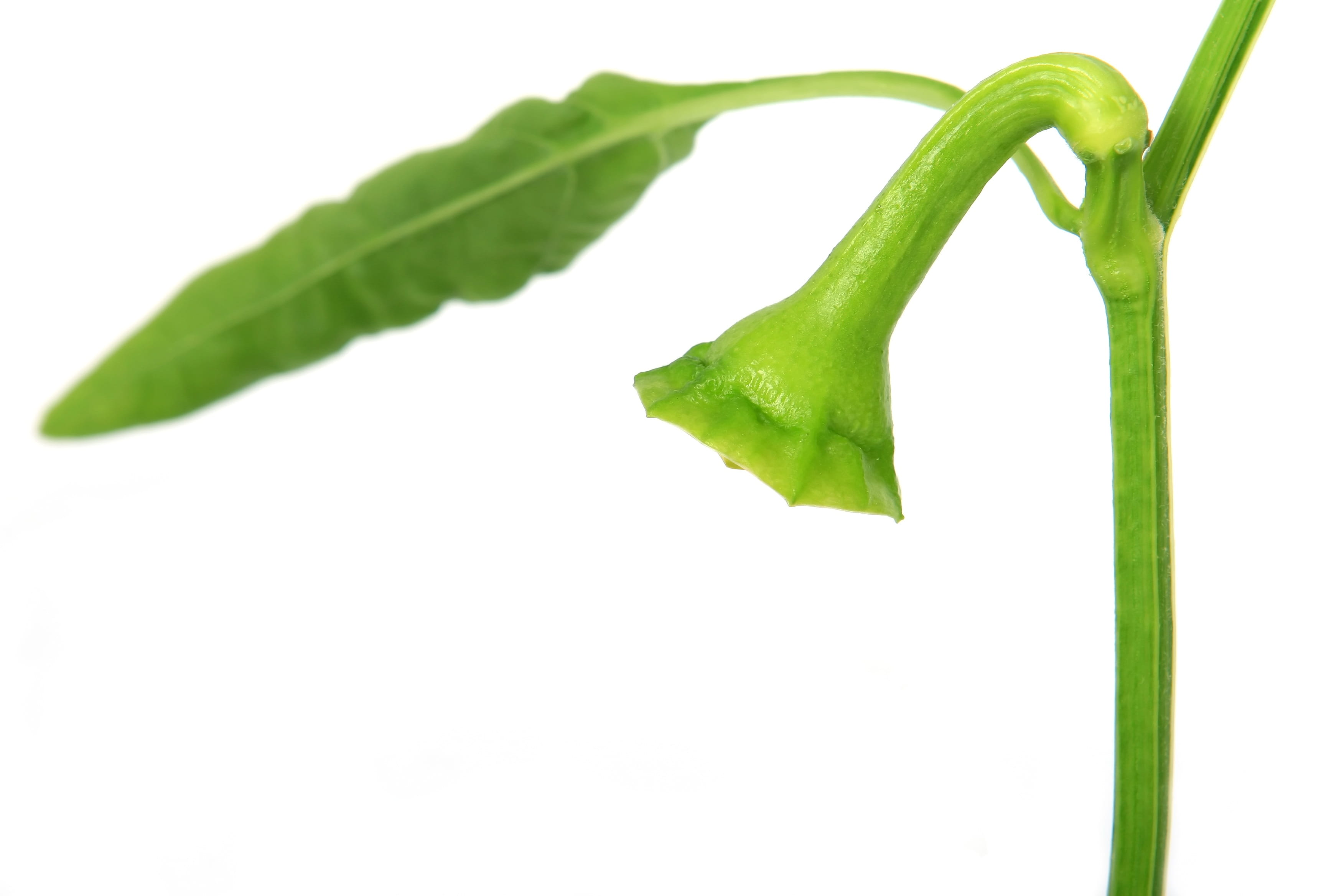 pod, stalk, delicious, pepper, green color, nature, leaves, isolated, studio shot, growth, weight, dieting, garden, food, growing, no people, garnish, drop, HD Wallpaper