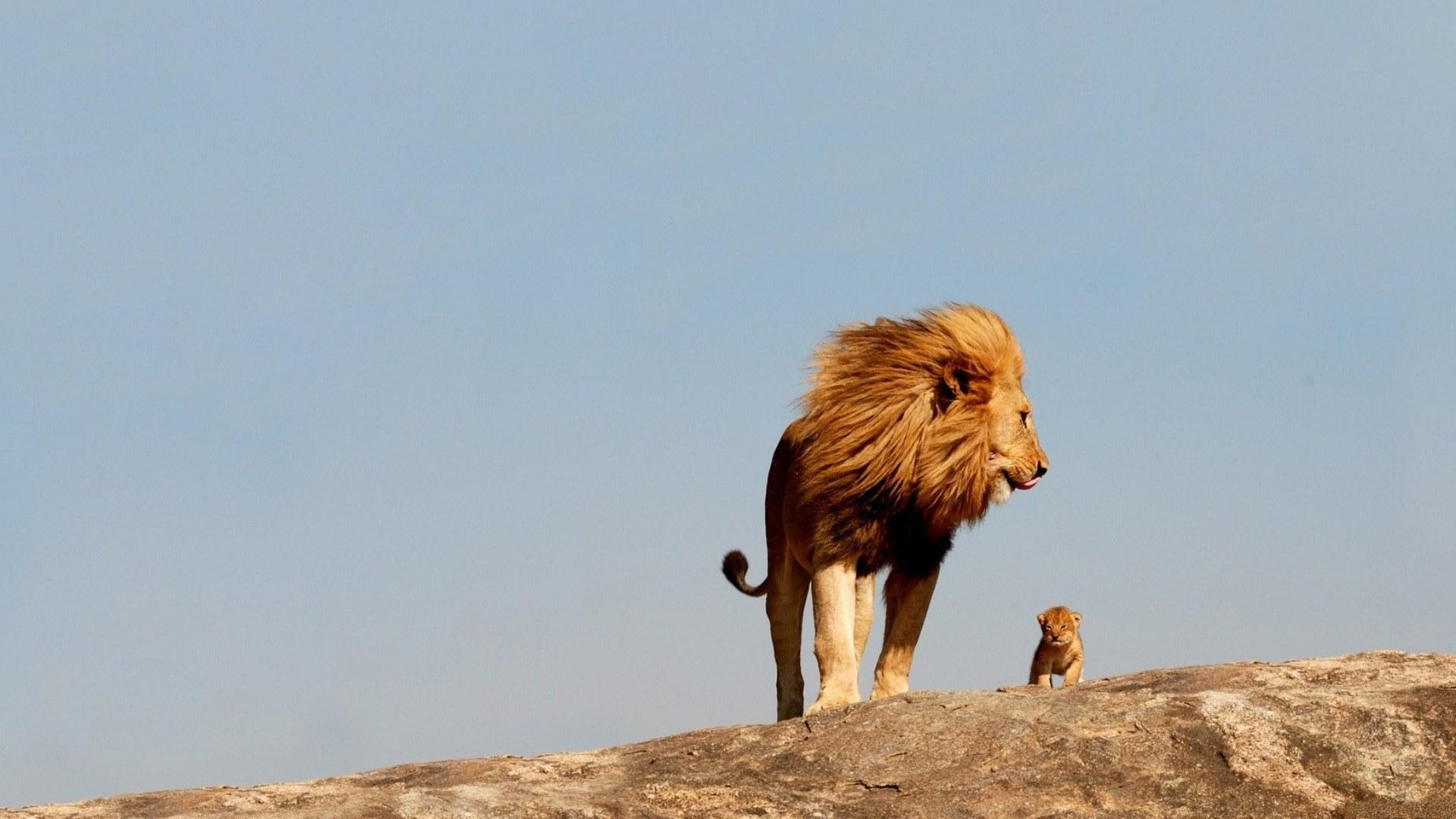 king of the jungle, lion, teacher, 1080P, mane, pride, animals, HD Wallpaper