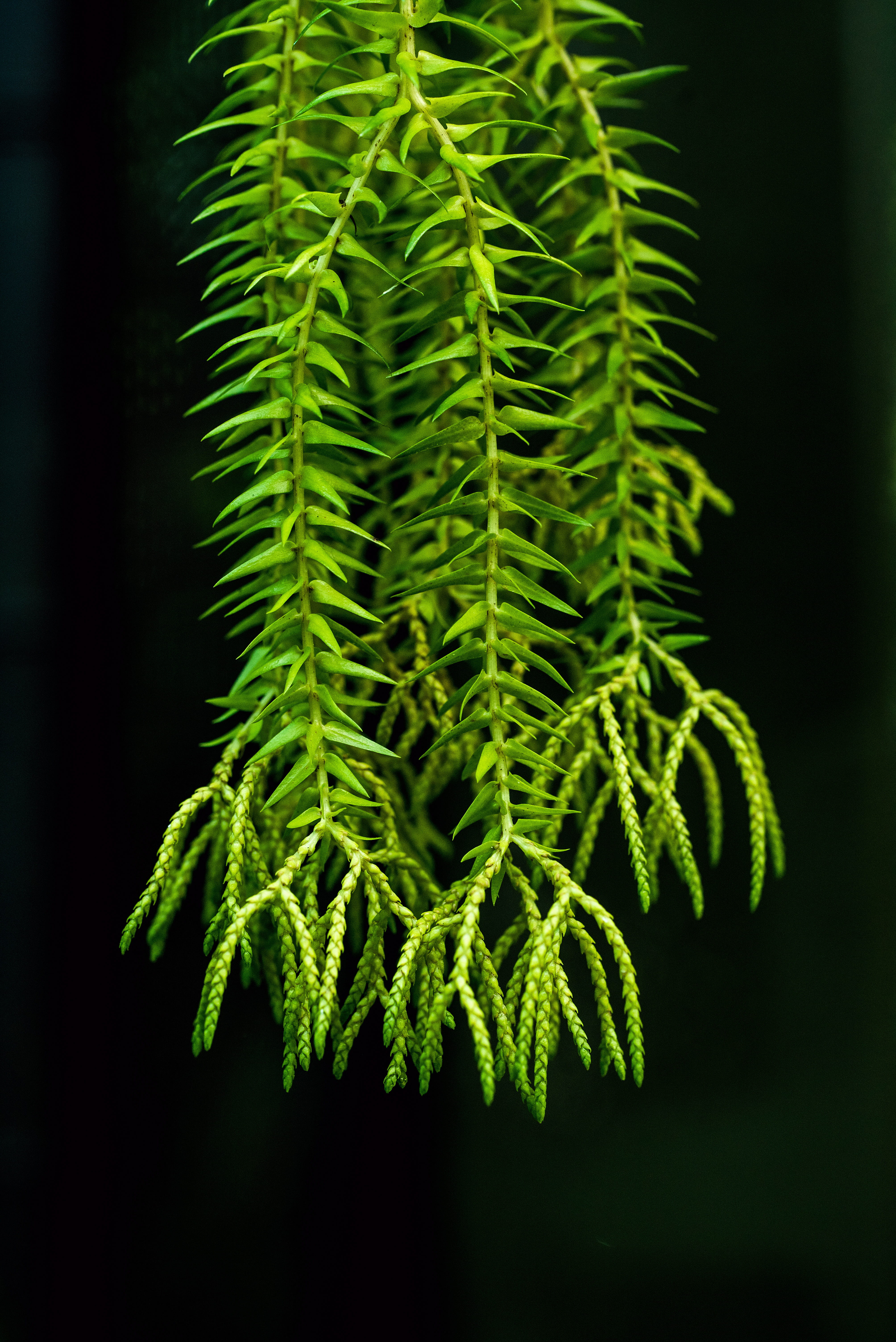 selective focus, growth, australia, macro, fern, focus on foreground, branch, fir tree, outdoors, club moss, photo, tassel, black, foliage, black background, Phone HD Wallpaper