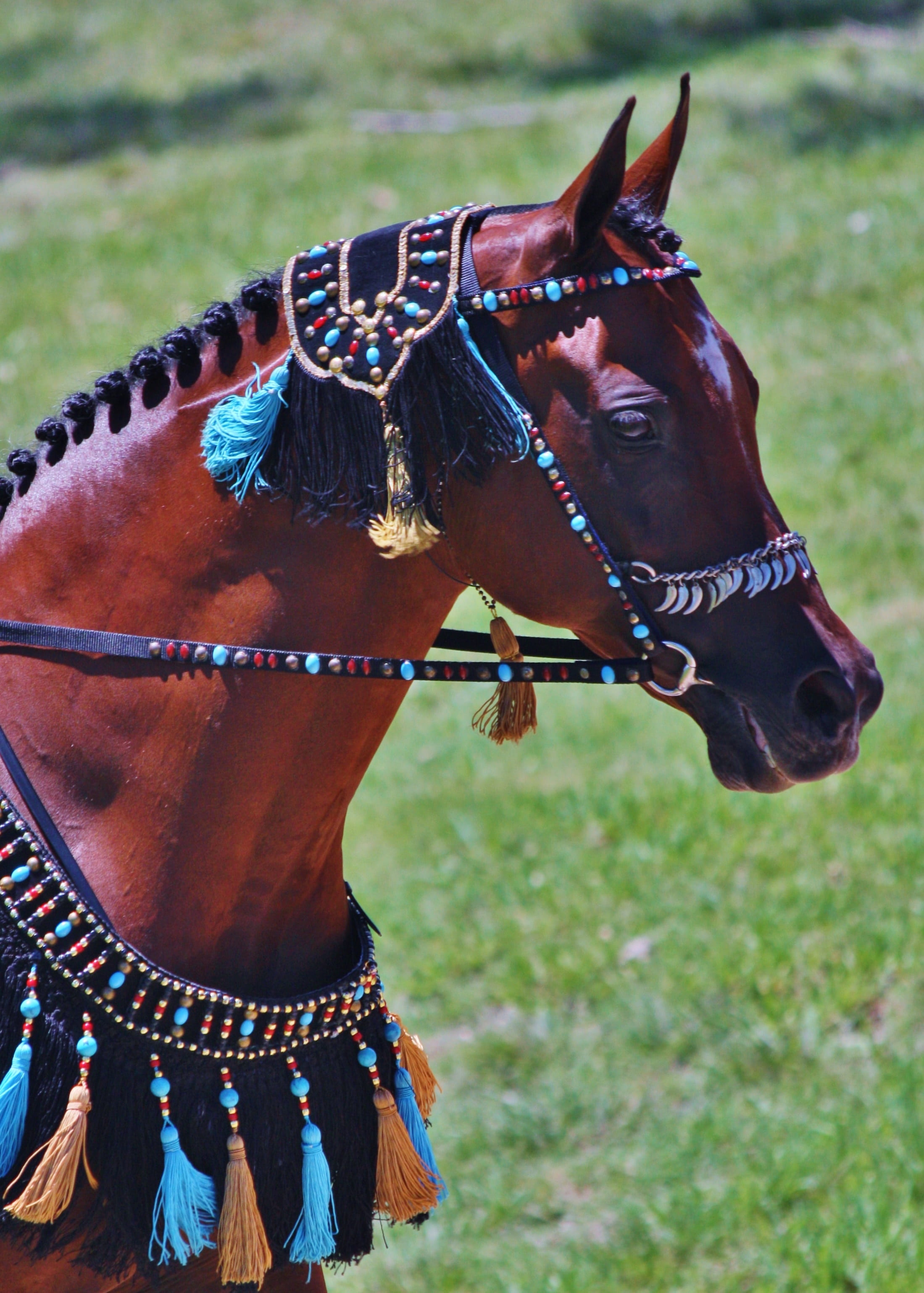 equines, grass, pets, field, taken, bridle, equestrian, multicolored, day, tassels, wool, one animal, tack, daytime, animal wildlife, horses, animal themes, Phone HD Wallpaper