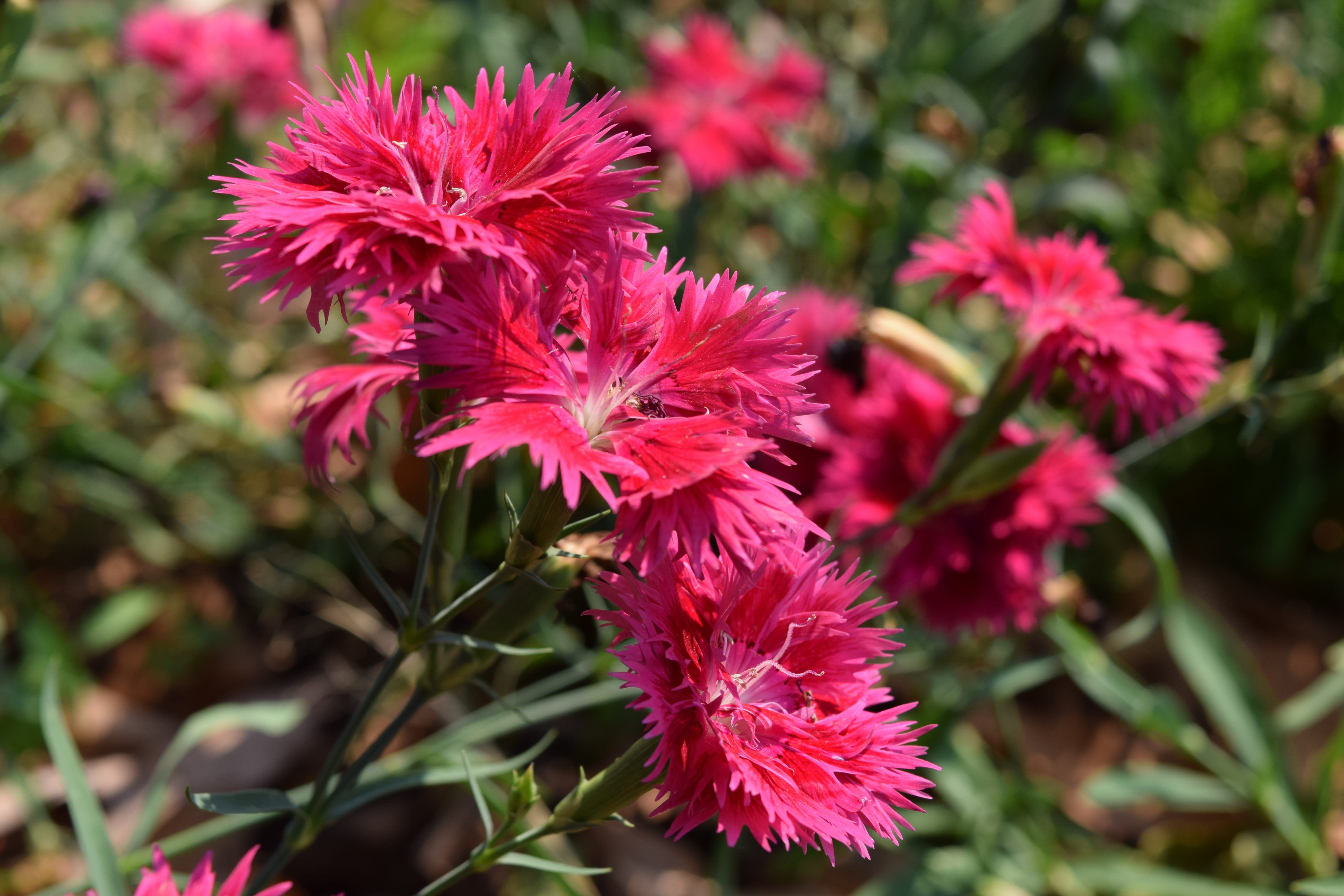 pom, no people, flower head, fragility, close-up, outdoors, tassel, pollen, pink color, plant, red, nature, inflorescence, flowering plant, freshness, vulnerability, HD Wallpaper