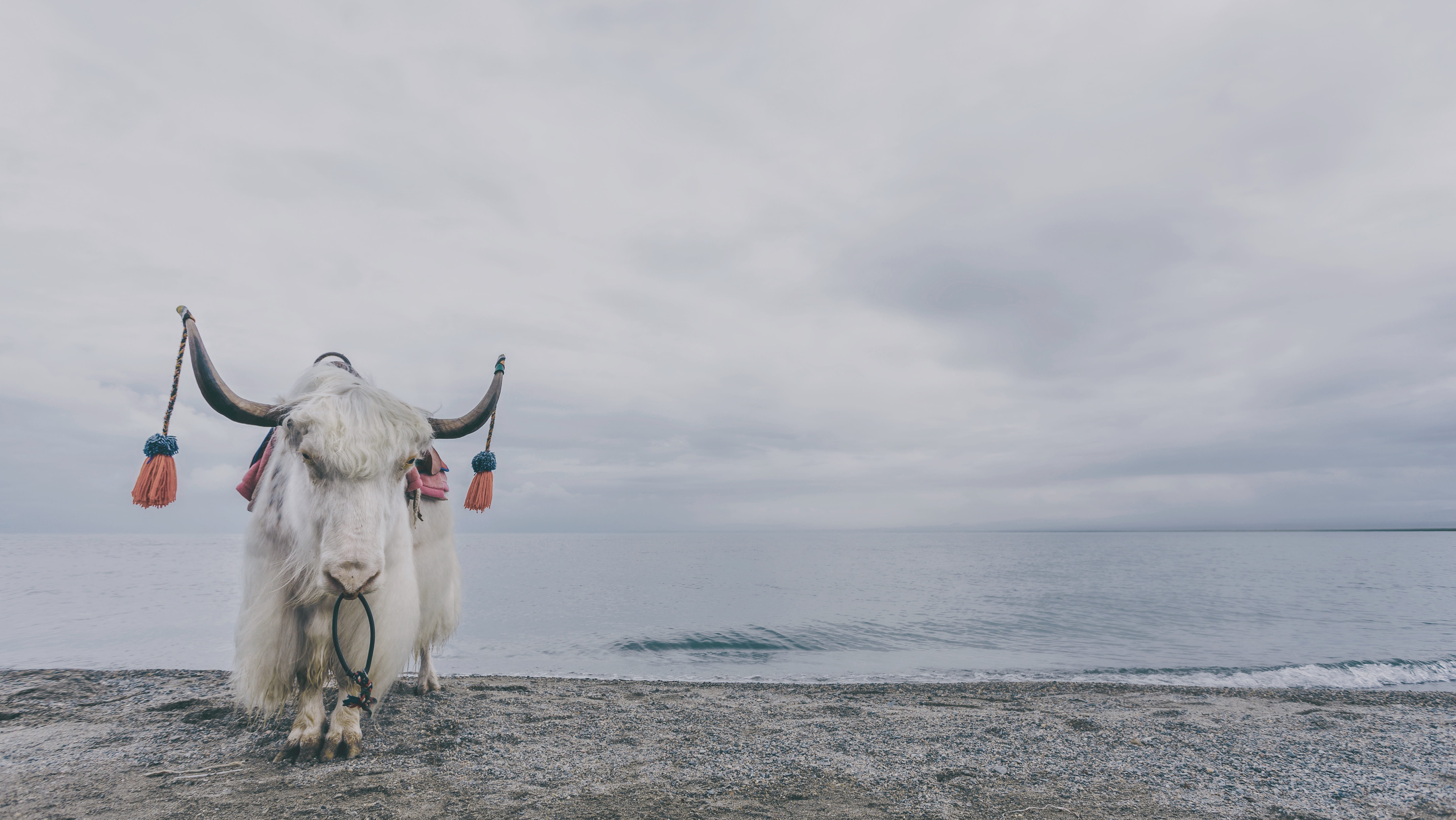 animal themes, horizon over water, sky, white, mammal, body, scenery, one animal, near, beach, pets, horizon, bovine, domestic animals, livestock, sea, HD Wallpaper