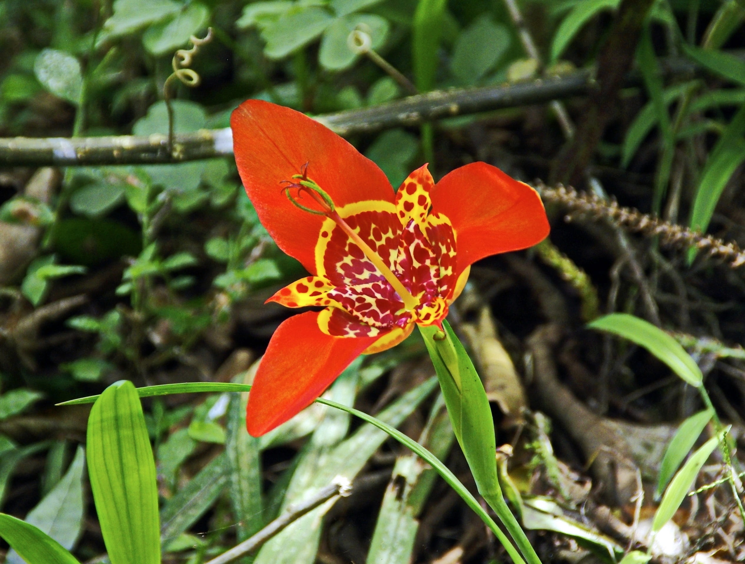 fragility, orange color, day, growth, vulnerability, flower head, freshness, brazilwood, botany, petal, no people, primary forest, nature, red flower, flower, HD Wallpaper