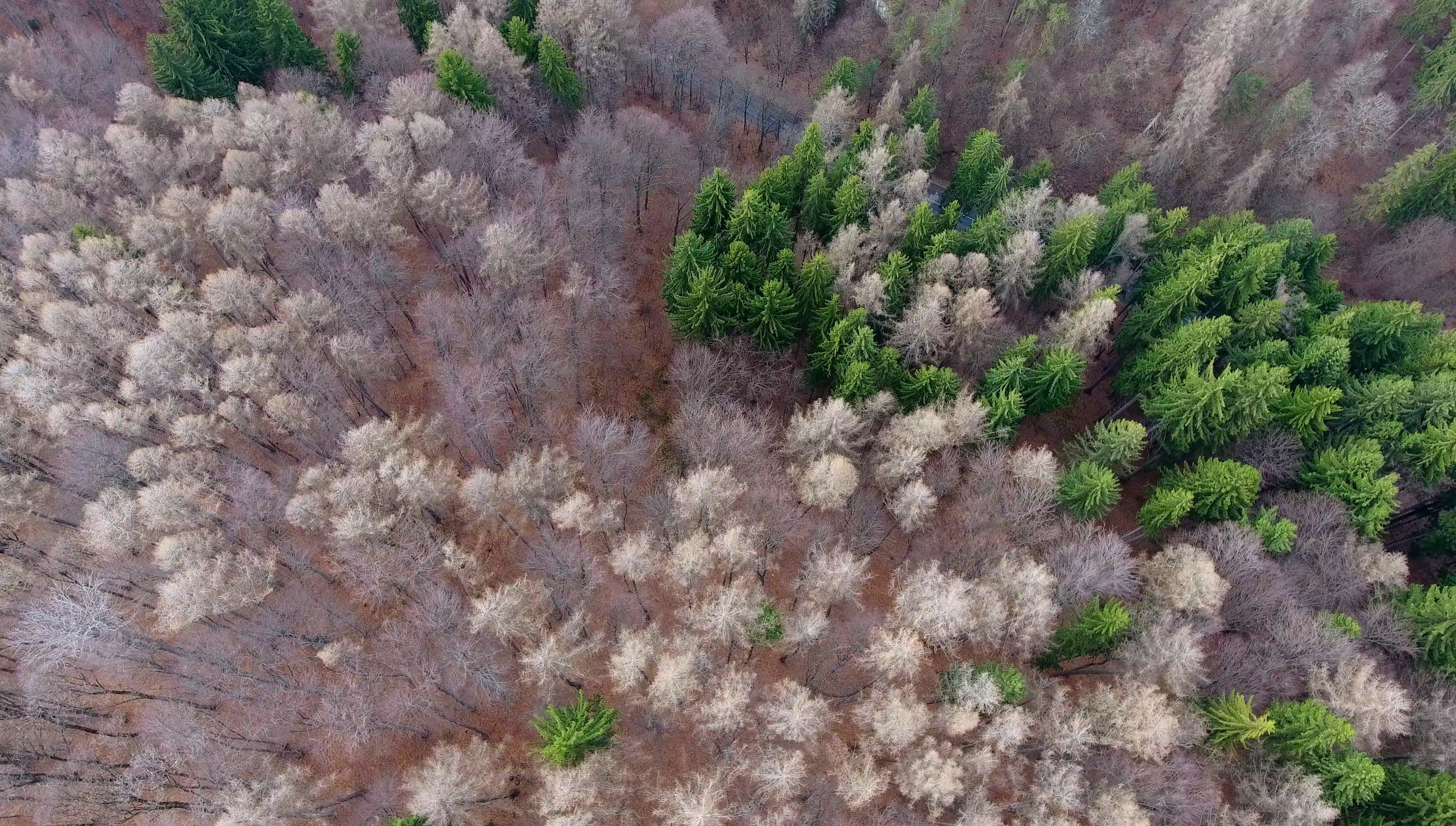 tranquil scene, green, tranquility, fir trees, land, 4K, plant, winter, backgrounds, Forest, growth, Mountain, park, flower, forest, poster, above, who was a, HD Wallpaper