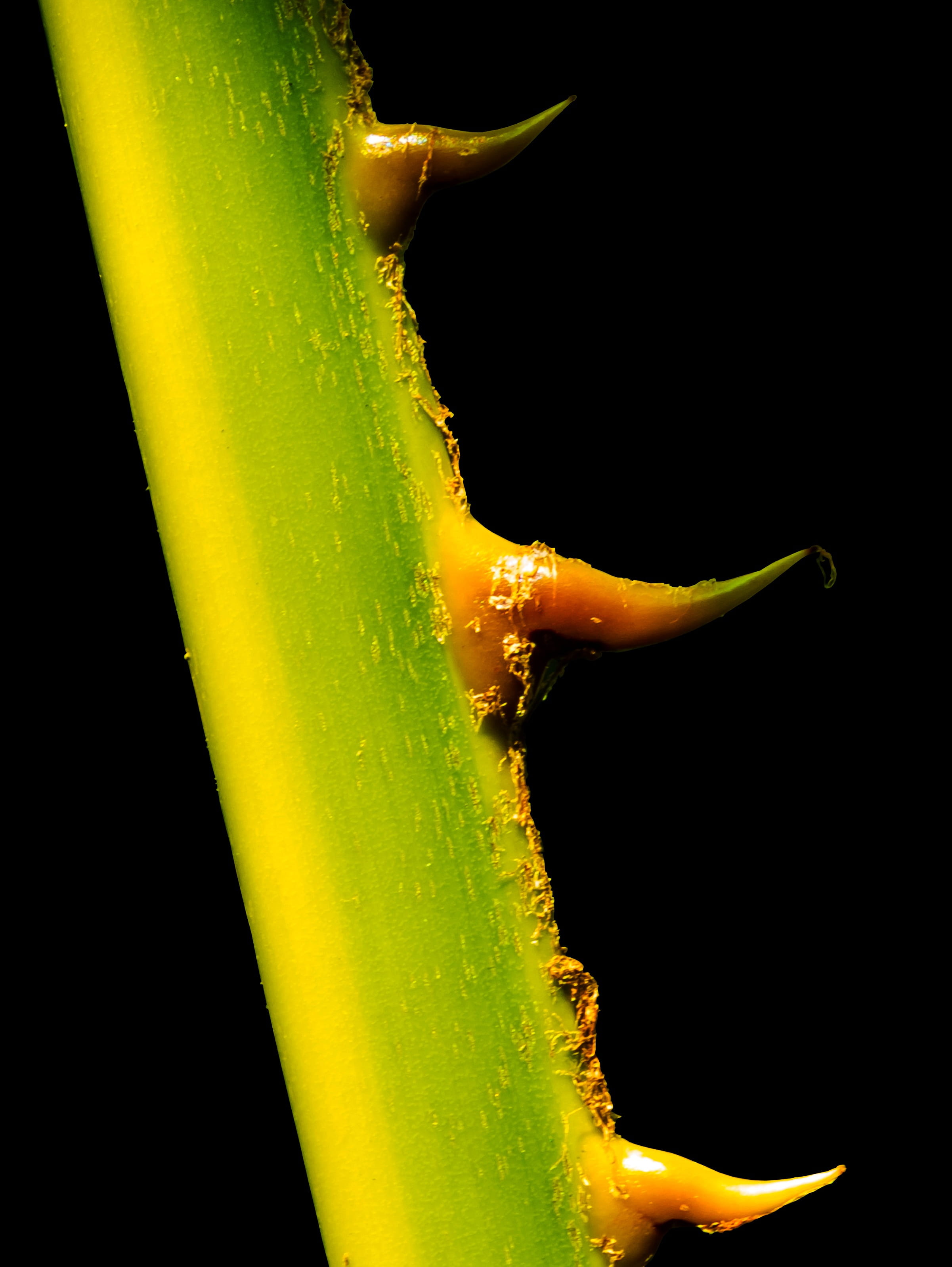 single object, palm branch, food, wellbeing, extreme close-up, isolated, yellow, close-up, 2K, wet, flower, plant stem, no people, freshness, thorns, drop, Phone HD Wallpaper