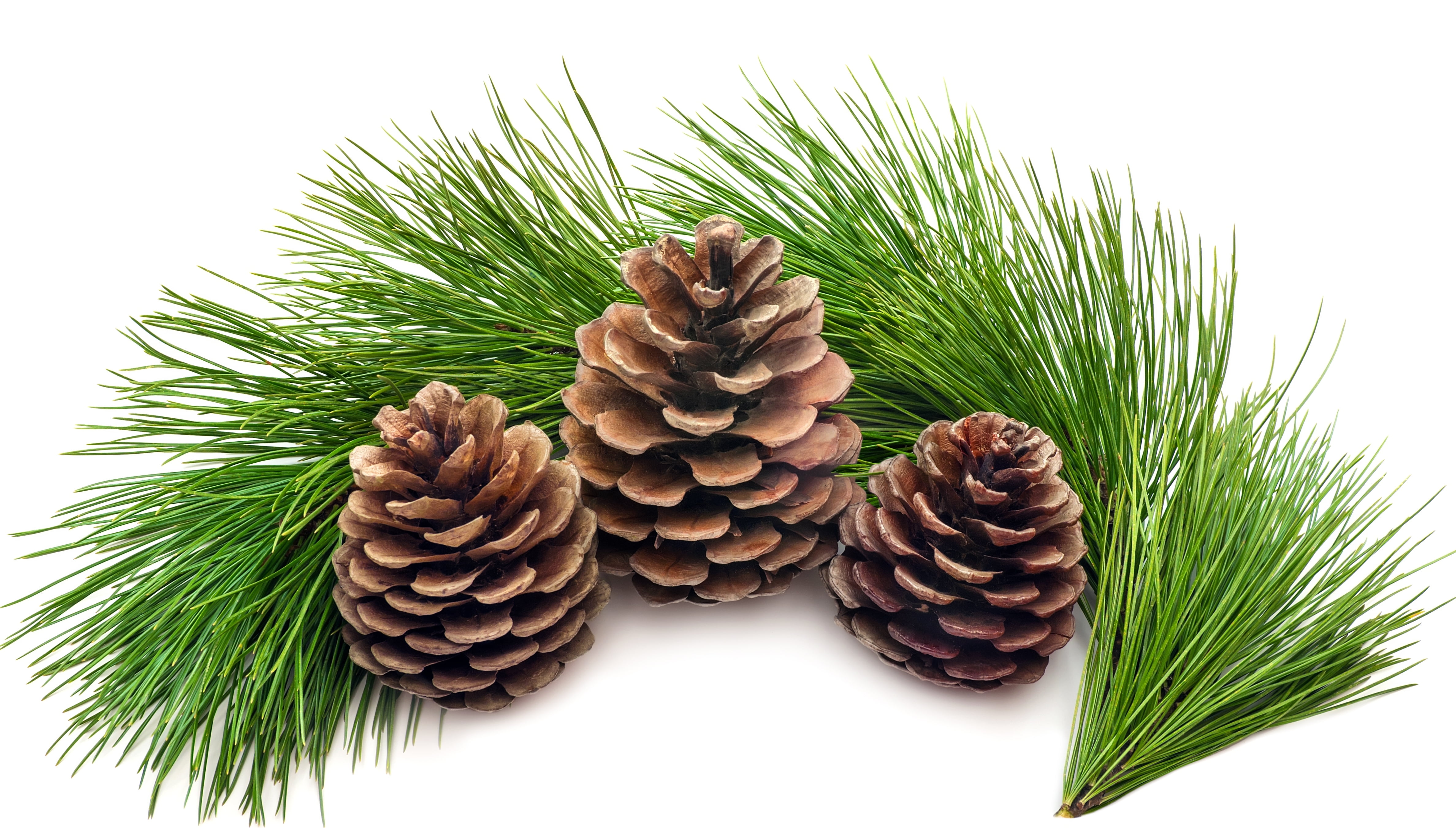 ornate, indoors, green, pine, no People, evergreen Tree, white, pinaceae, christmas, spruce Tree, needles, backgrounds, pine Tree, single Object, year, HD Wallpaper