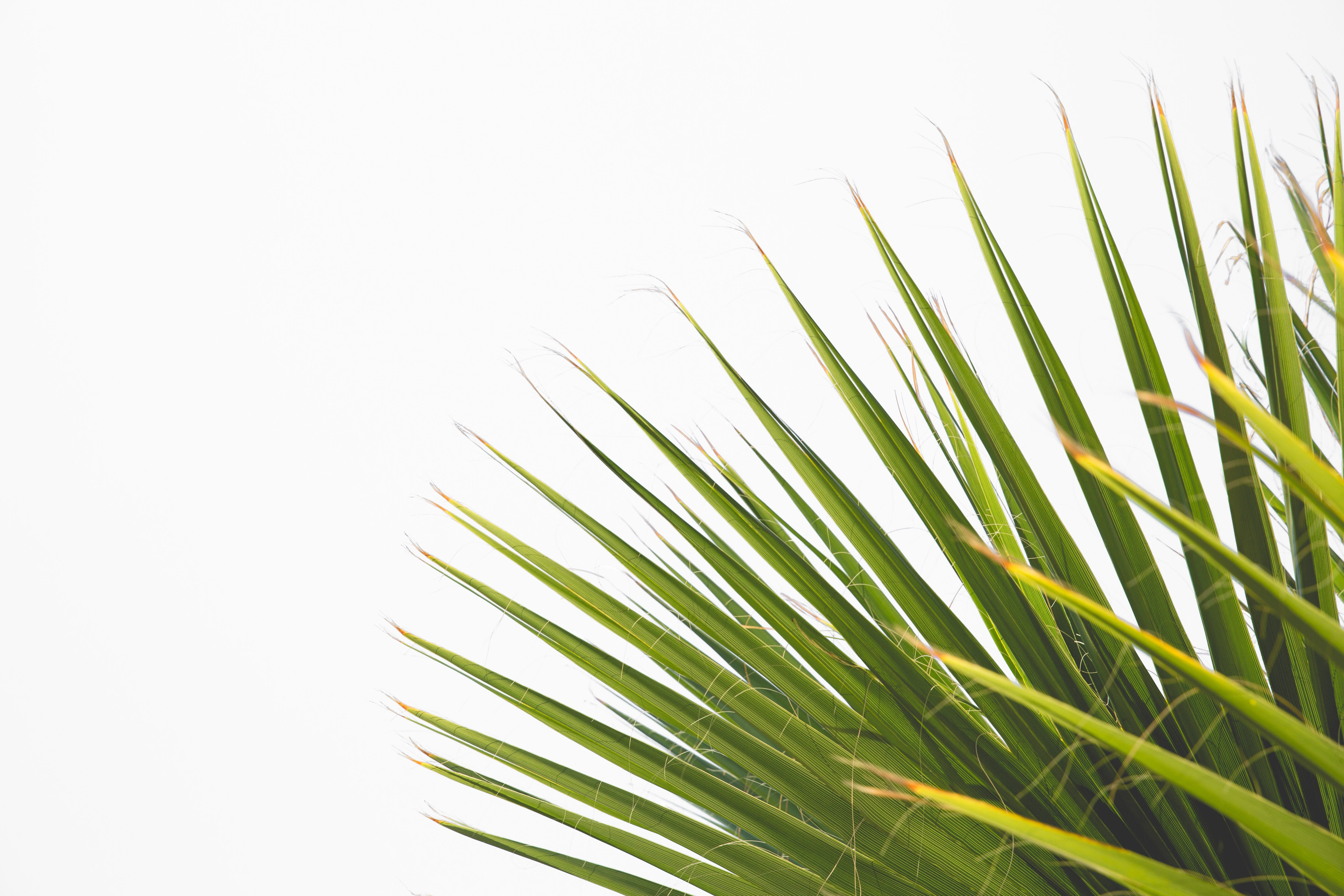 palm, tropical, botany, green, background, plant part, plant, nature, freshness, beauty in nature, leaf, environment, 5K, green color, close-up, frond, HD Wallpaper