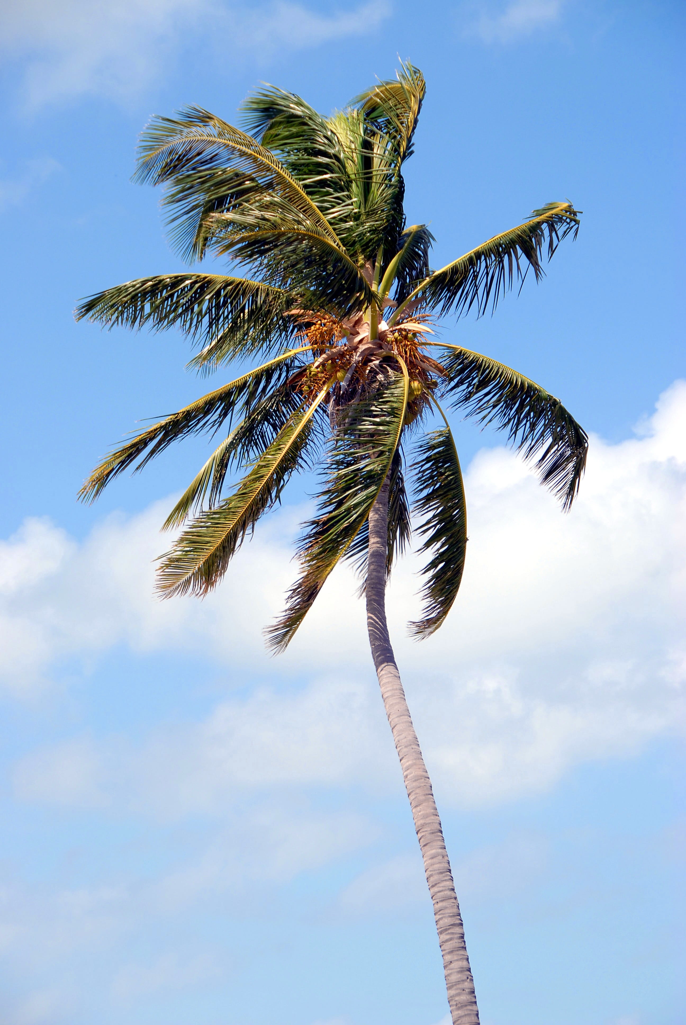 palm tree isolated, tree, outdoors, no People, travel, sunny, vacations, leaves, tropical Climate, trunk, idyllic, tranquil scene, blue, exotic, sea, palm leaf, Phone HD Wallpaper