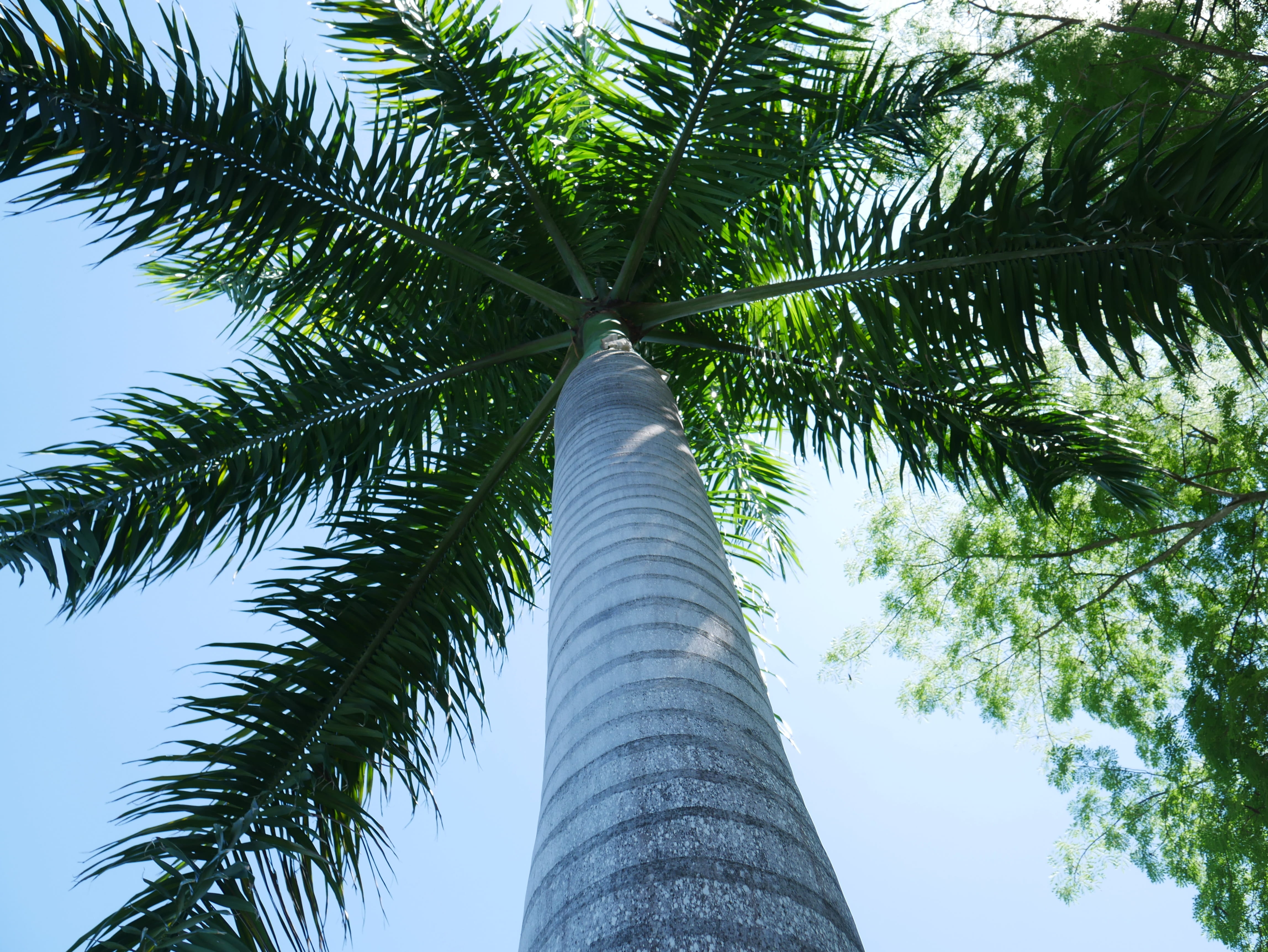 treelined, summer, trunk, Palm Tree, low angle view, sun, travel, plant, growth, architecture, sunny, tropical tree, beauty in nature, palm tree isolated, HD Wallpaper