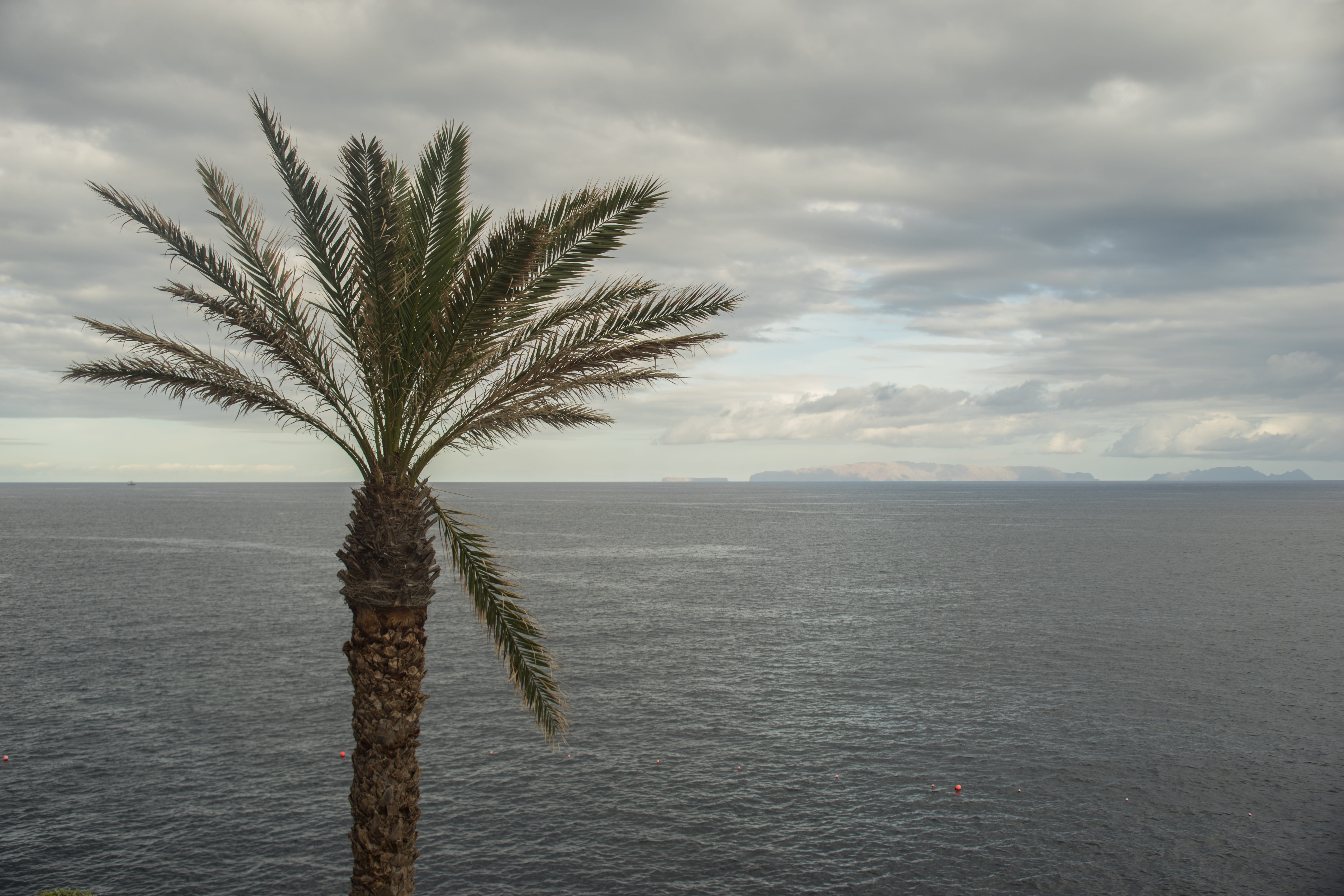 tree isolated, no People, resort, outdoor, coconut, tranquility, white, island, horizon, nature, paradise, summer, tranquil scene, outdoors, scenics, Palm, HD Wallpaper