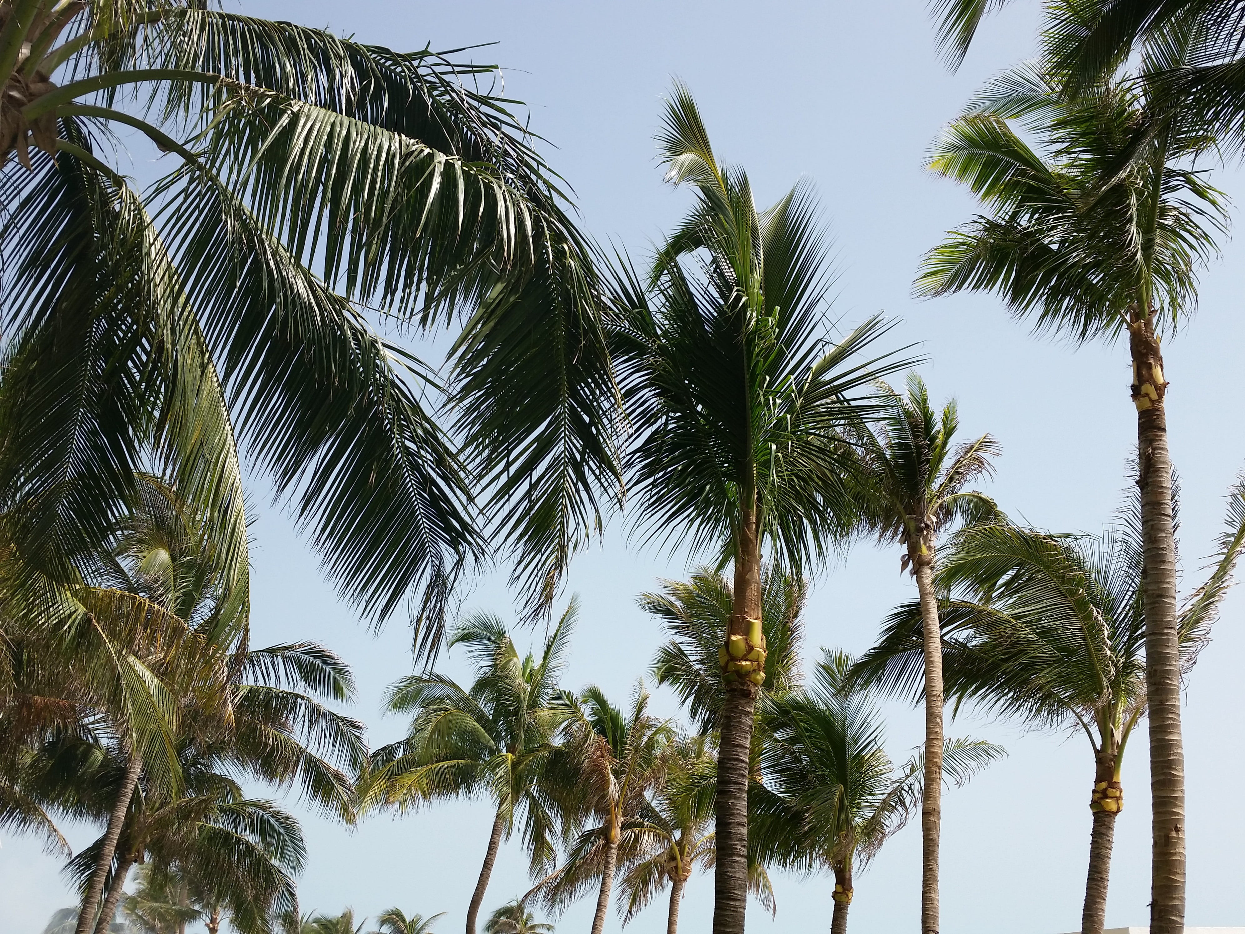 caribbean, tall - high, tree trunk, paradise, scenics - nature, palm tree isolated, tropical tree, green, palm, tropical climate, sky, beauty in nature, HD Wallpaper