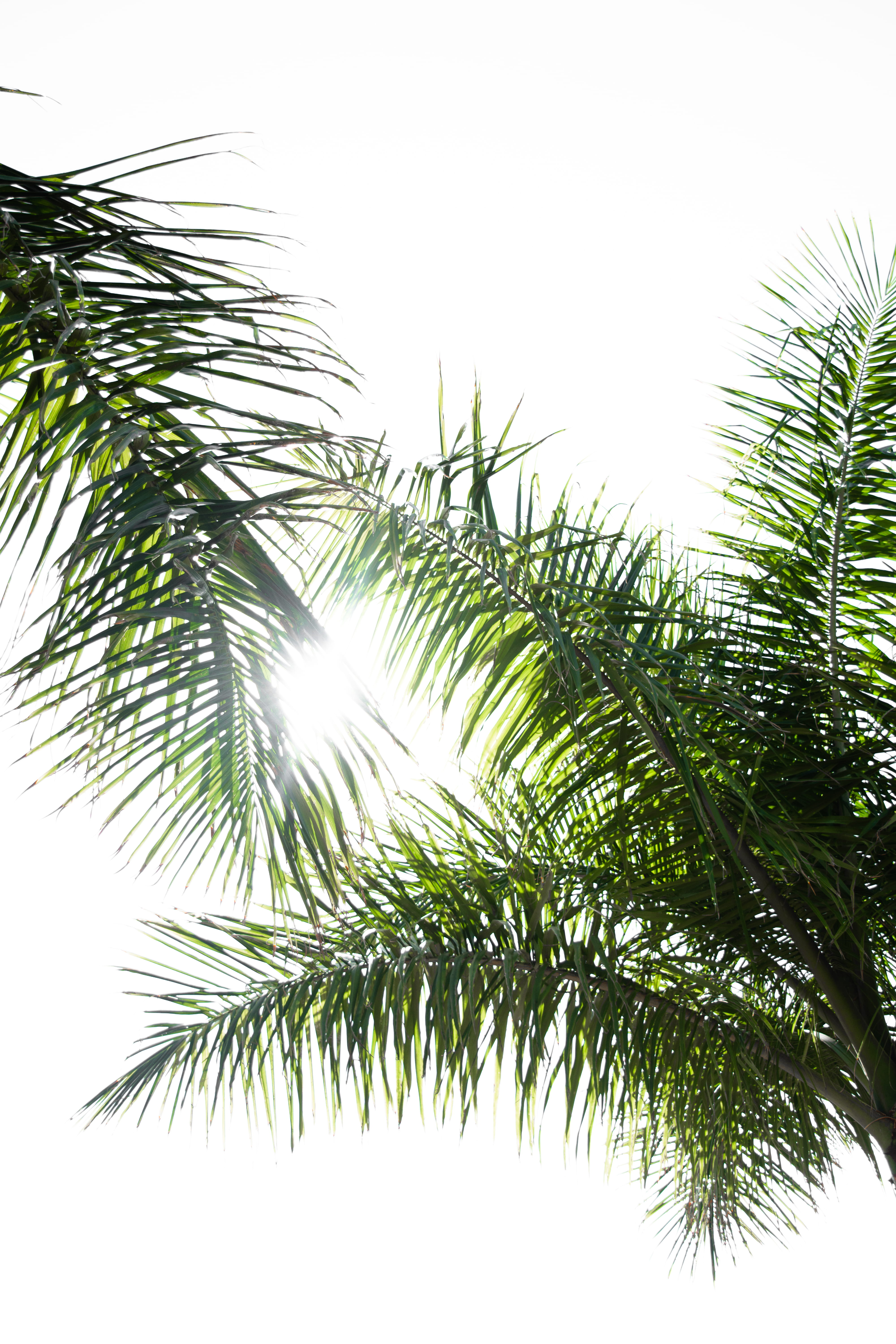 frond, coconut, tropical climate, clear sky, christmas, two, green Color, nature, day, evergreen Tree, palm leaf, white, fir tree, sky, leaf, palm Tree, Phone HD Wallpaper