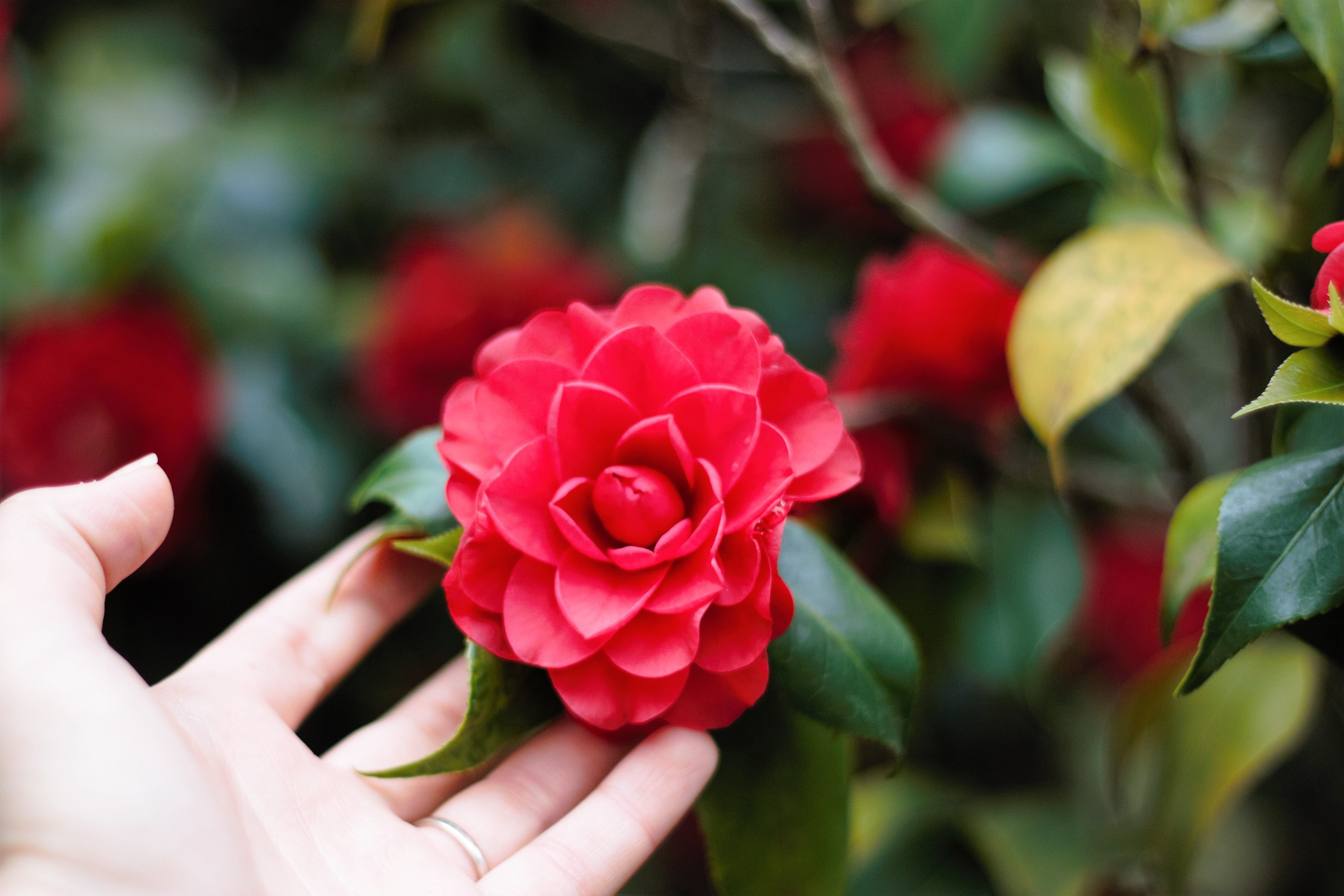 happy, tropical, clean, fragility, green, growth, nature, raw, flowering plant, selective focus, finger, idyllic, healthy, hand, leaf, touch, scenic, human hand, HD Wallpaper