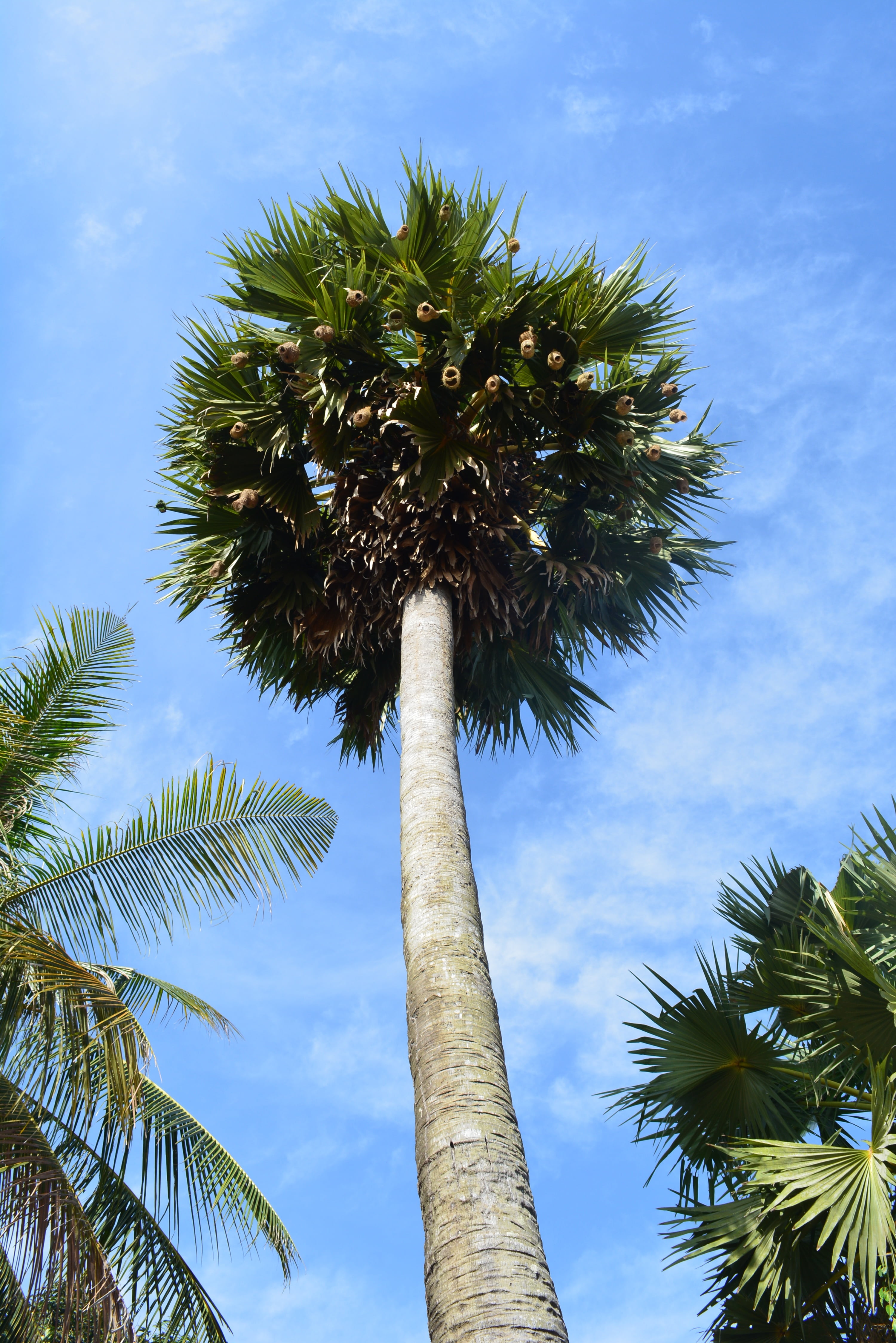tropical climate, tropical tree, tranquility, blue, khmer, plant, coconut, palm leaf, beauty in nature, coconut palm tree, summer, leaf, tropical, no people, Phone HD Wallpaper