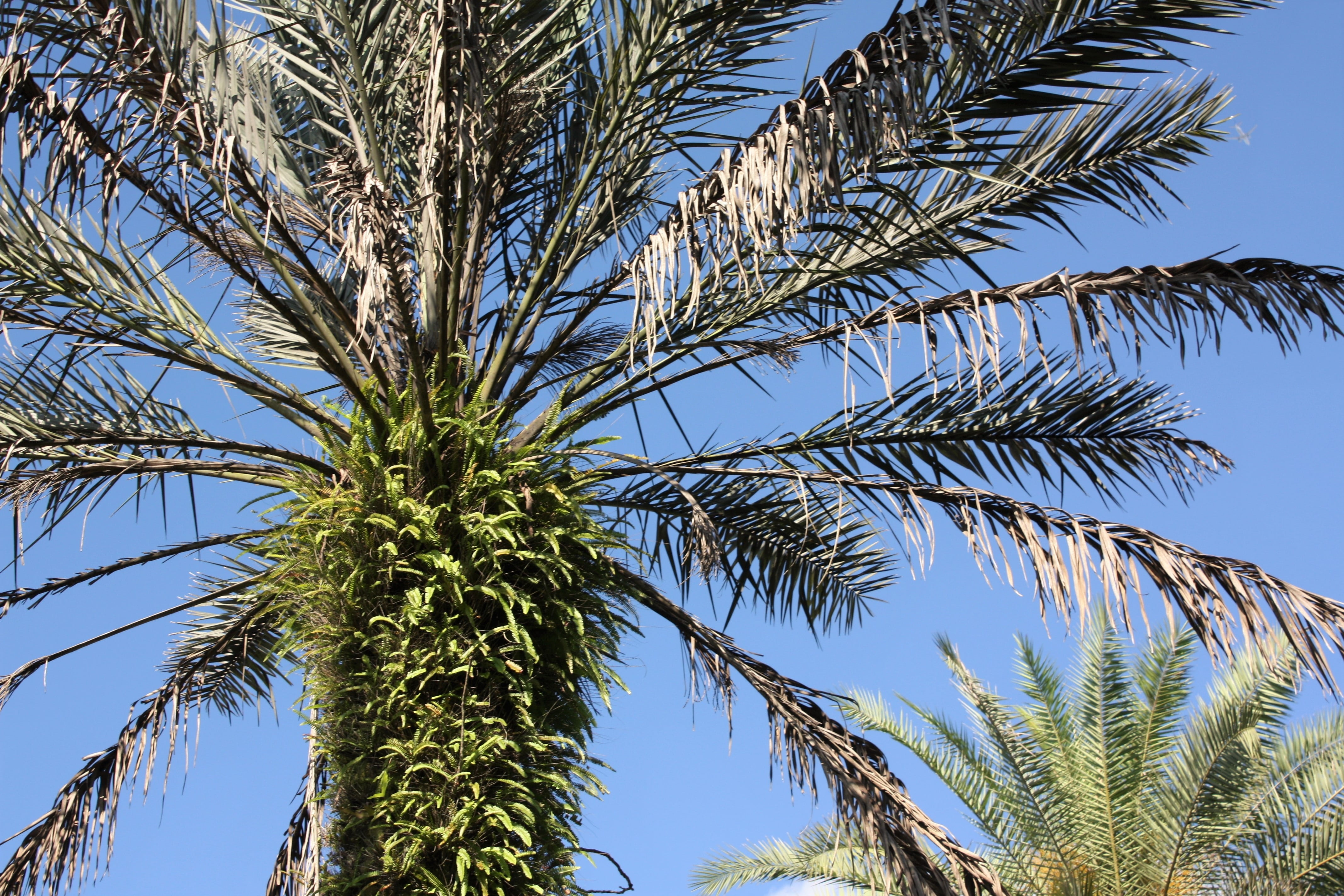 growth, low angle view, palm leaf, beach, coconut palm tree, landscape, food and drink, green, 4K, directly below, tree, tropical climate, tropical tree, HD Wallpaper