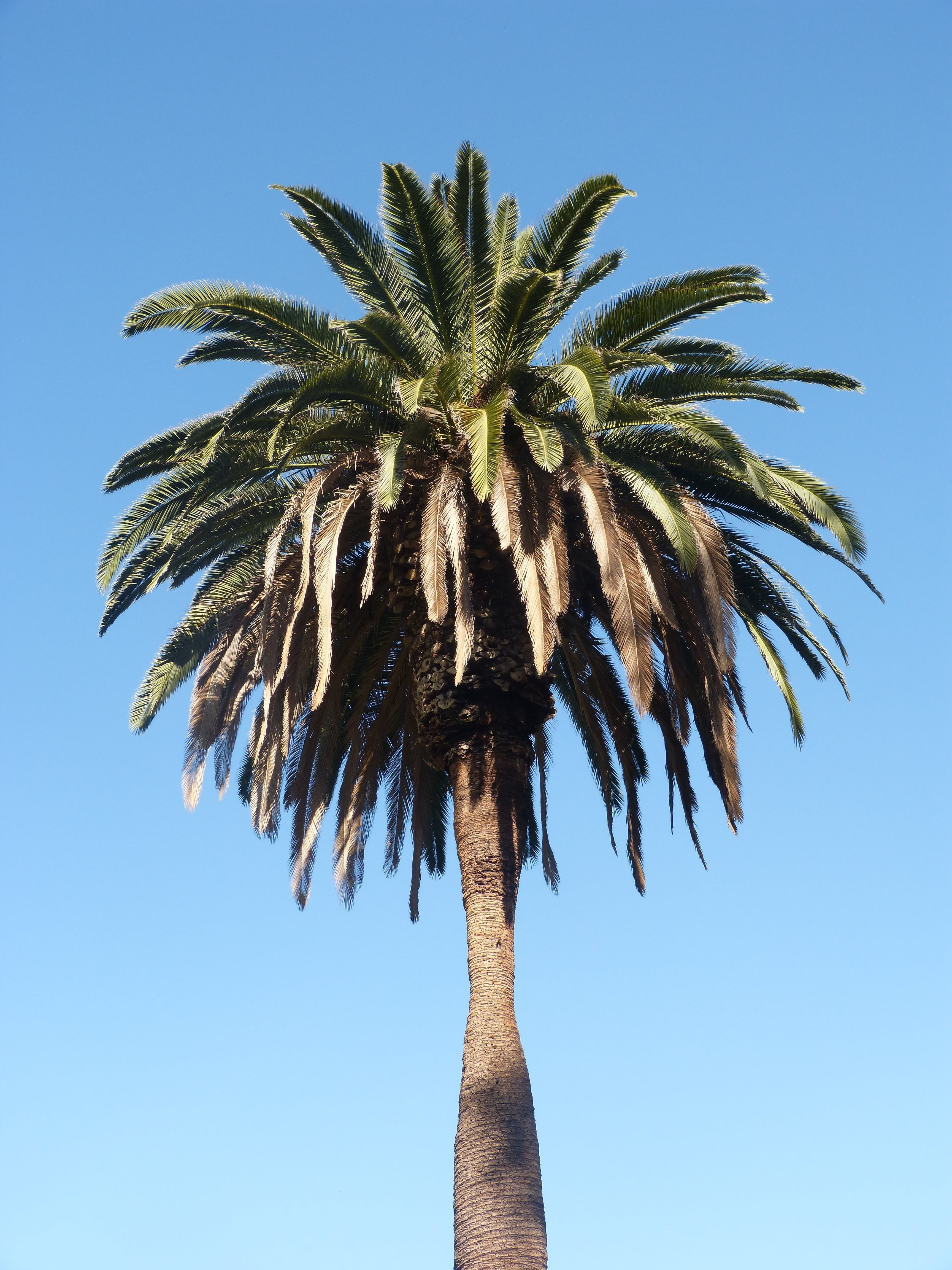 nature, human limb, date palm tree, blue sky, coconut palm tree, human hand, 4K, palm, day, plant, sunlight, blue, palm tree isolated, california, palm tree, Phone HD Wallpaper
