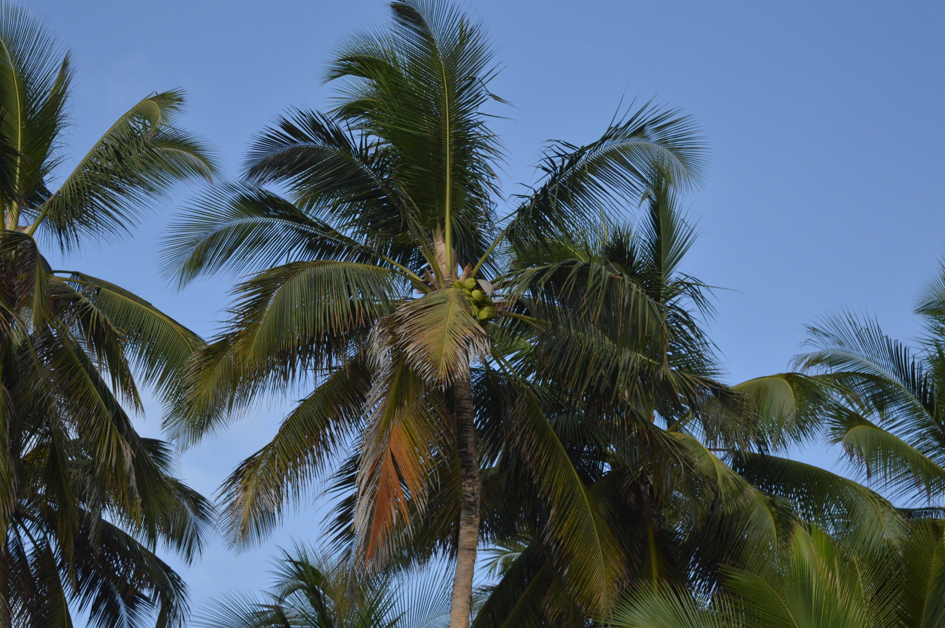 tropical, beauty in nature, tropical climate, sea, palm tree isolated, nature, palm leaf, blue, clear sky, outdoors, green color, green, palm tree, water, HD Wallpaper