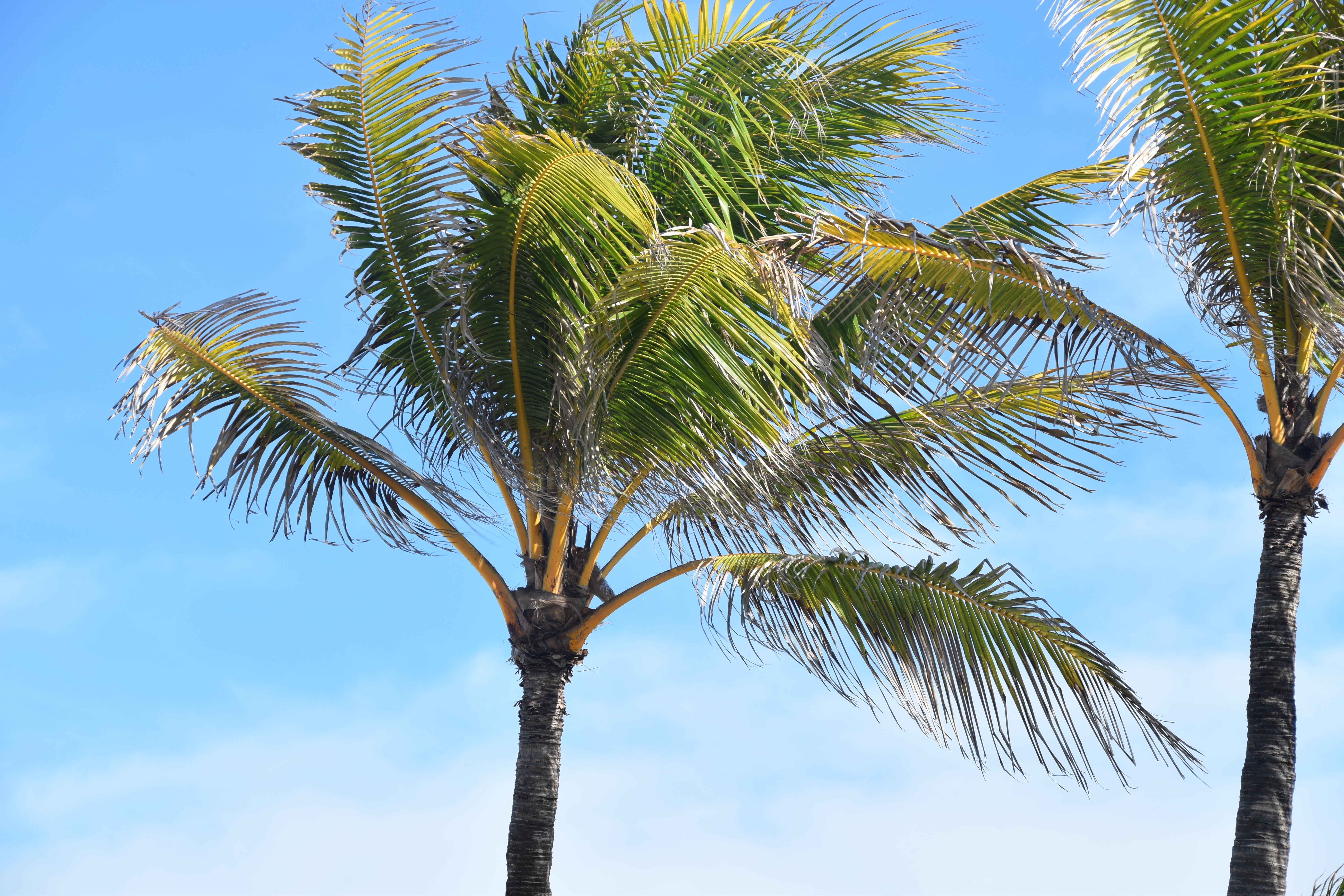plant, green color, no people, vacation, beauty in nature, palm tree isolated, tranquility, palm leaf, tree trunk, palm tree, tropical tree, travel, low angle view, HD Wallpaper