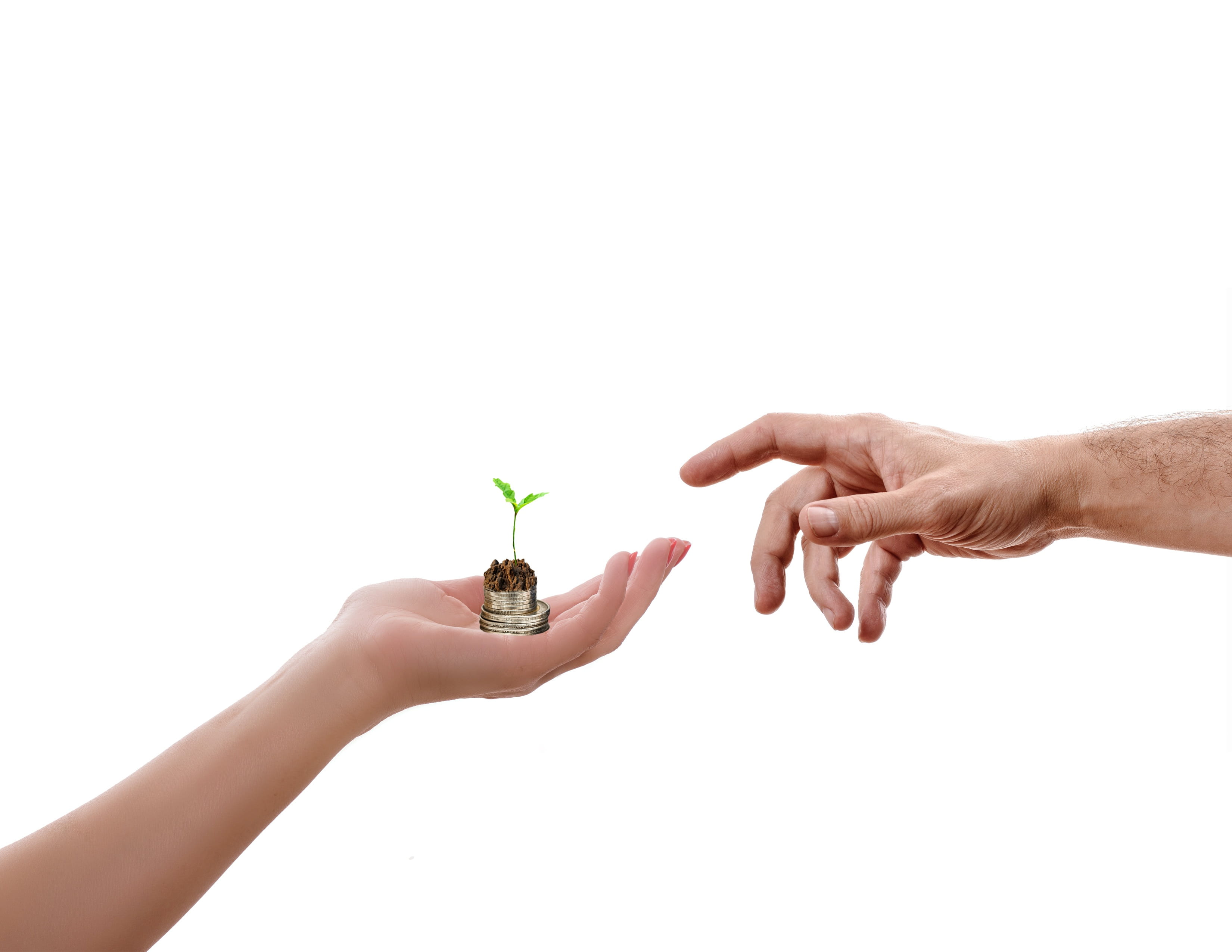 close-up, plant, human hand, 2K, cut out, white background, human body part, growth, studio shot, achievement, plant part, women, palm, finger, human finger, HD Wallpaper