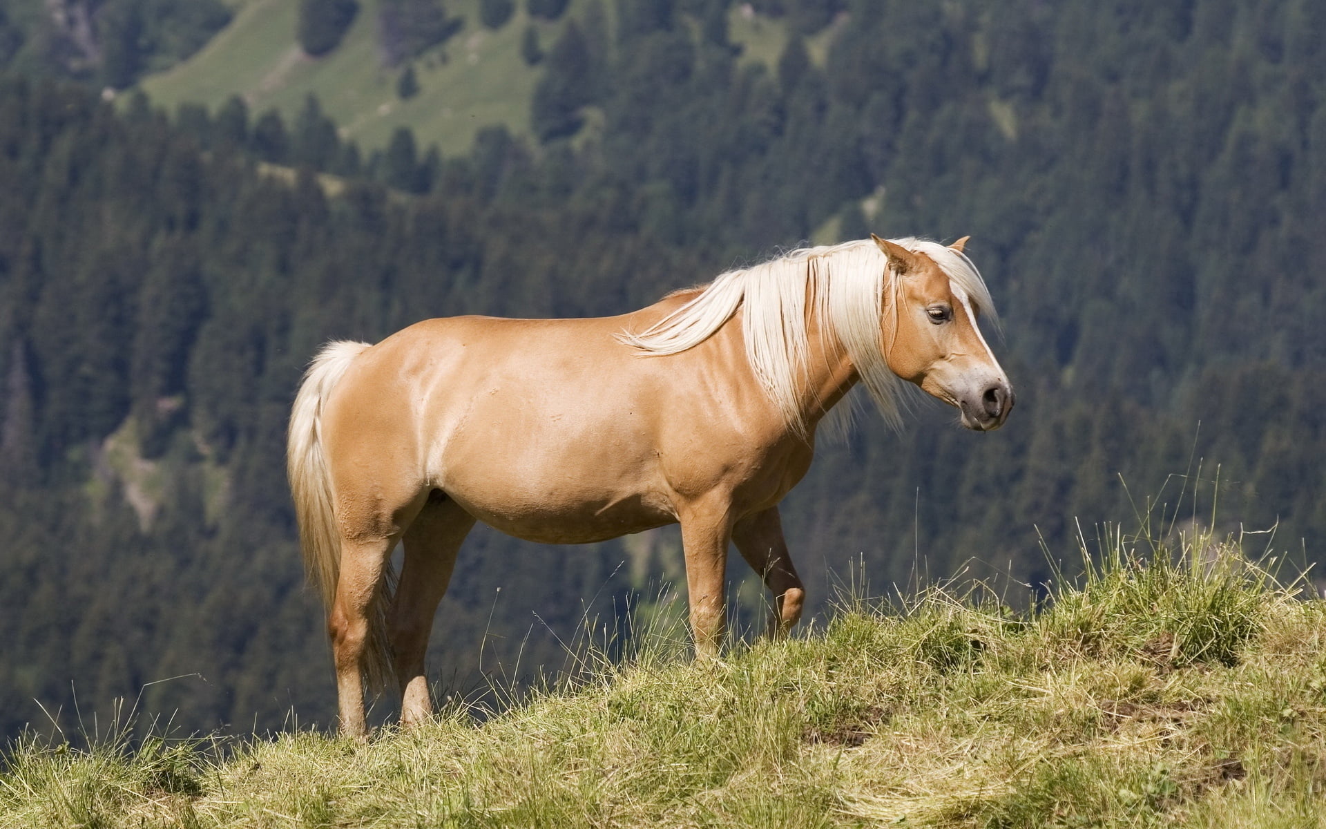 profile view, green Color, scenics, land, domestic Animals, beauty In Nature, vertebrate, herbivorous, livestock, rural Scene, side view, mare, animal, HD Wallpaper