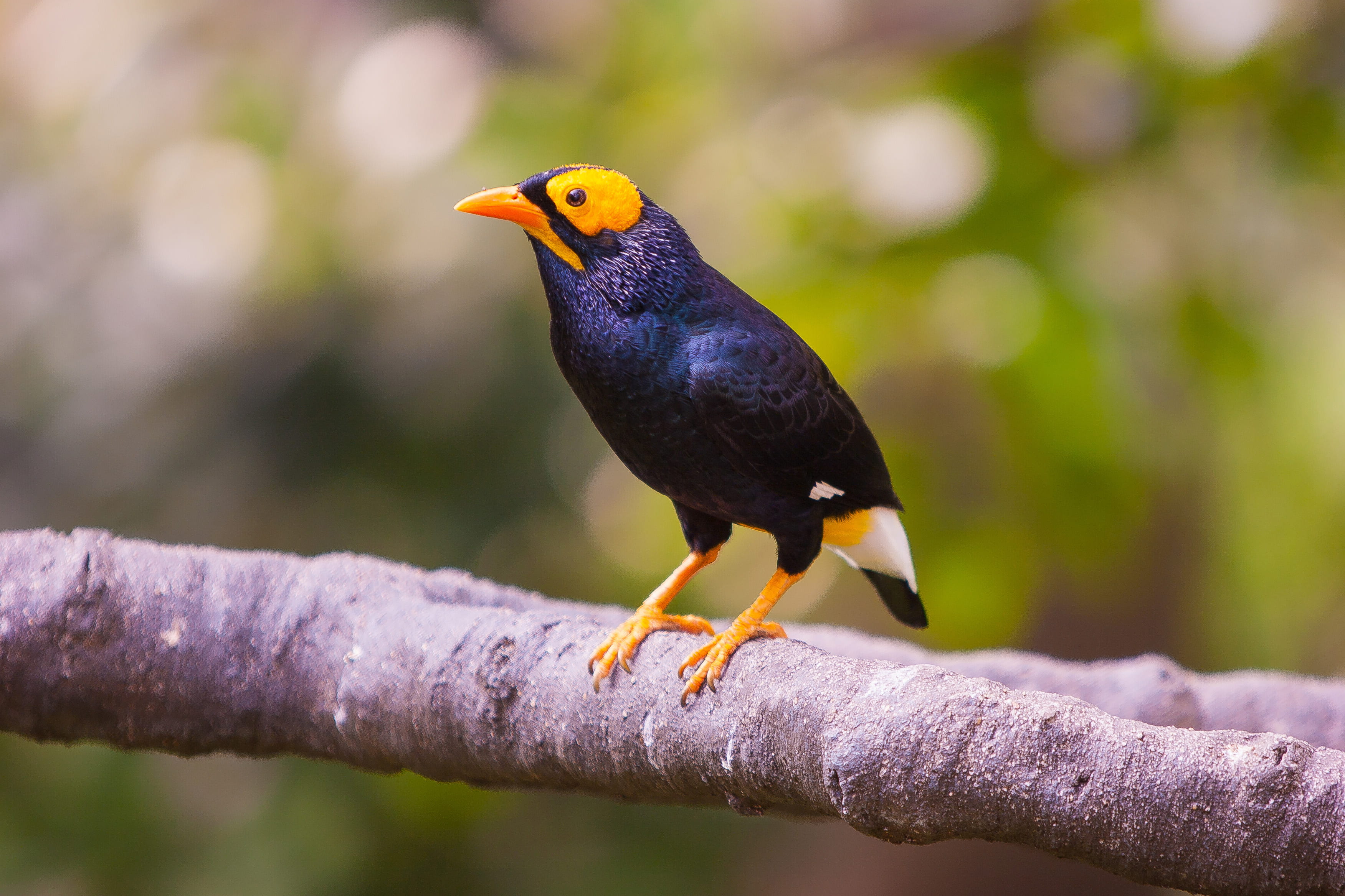 animal wildlife, sunshine, yellow, white, glossy, focus on foreground, full length, perching, close-up, watchful, animals in the wild, colorful, beak, wing, HD Wallpaper