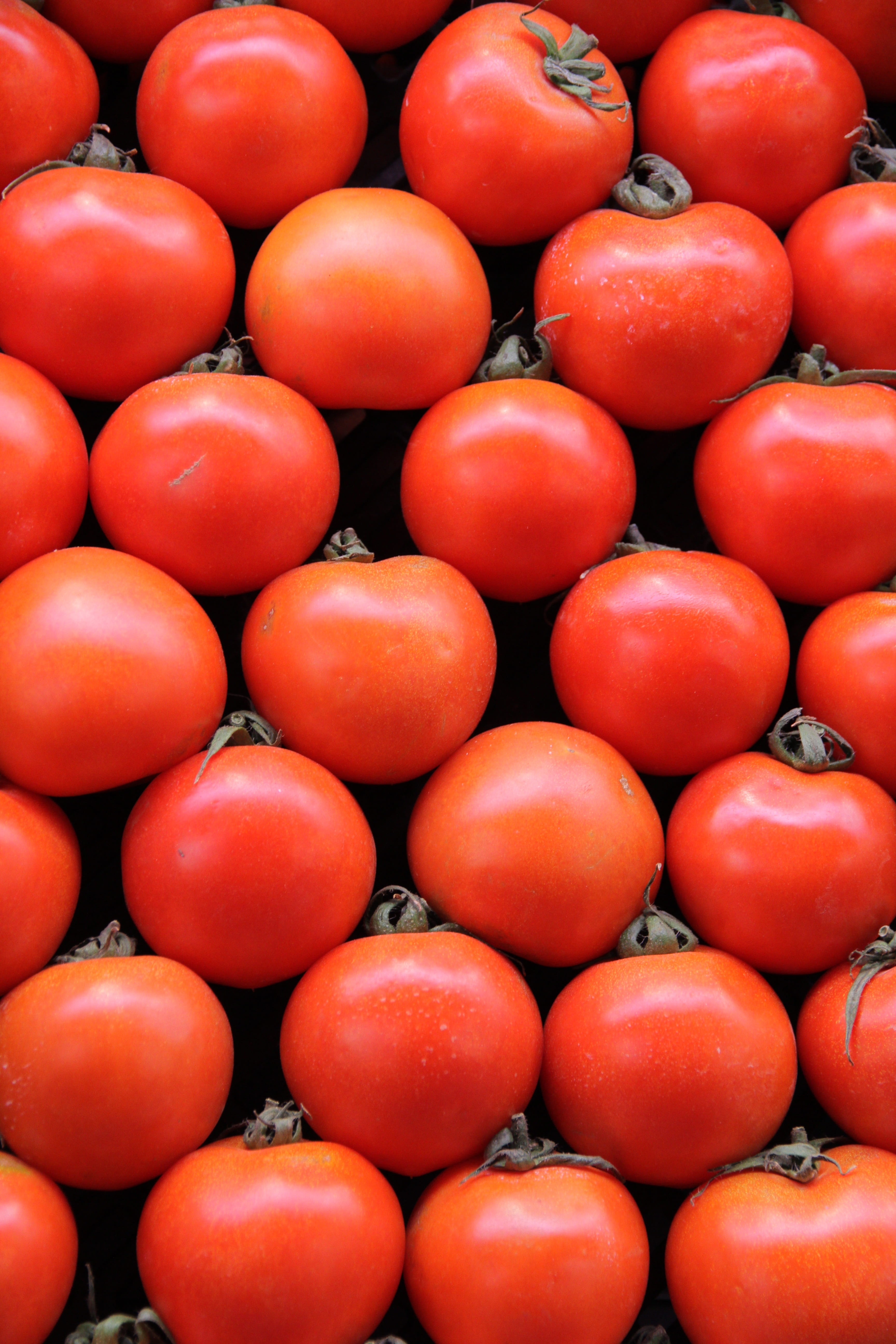 shiny, in a row, abundance, vibrant, food, organic, fruit, garden, arrangement, tomato, red, natural, farming, food and drink, backgrounds, texture, glossy, Phone HD Wallpaper