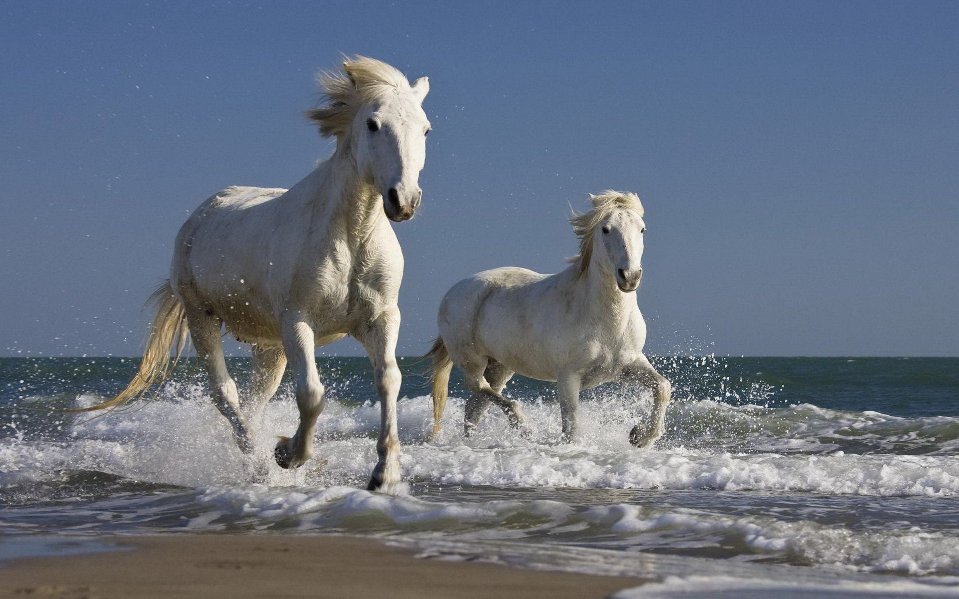 area, france, breed, southern, camargue, indigenous, ancient, 1080P, horse, HD Wallpaper