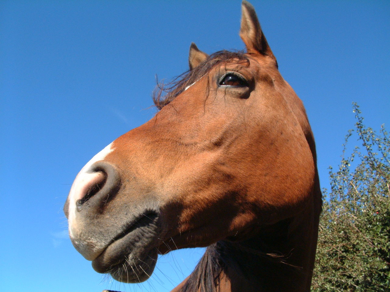 sky, chestnut, hd, 720P, horses, horse, art, animals, summer, Blue, face, HD Wallpaper