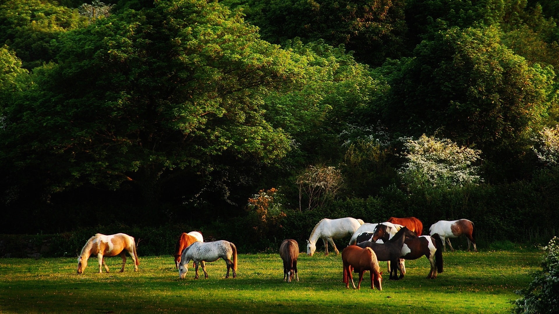trees, grazing, animal, nature, plant, walk, farm, vertebrate, land, summer, field, scenics, growth, rural Scene, pets, ranch, horse, mammal, animal themes, HD Wallpaper