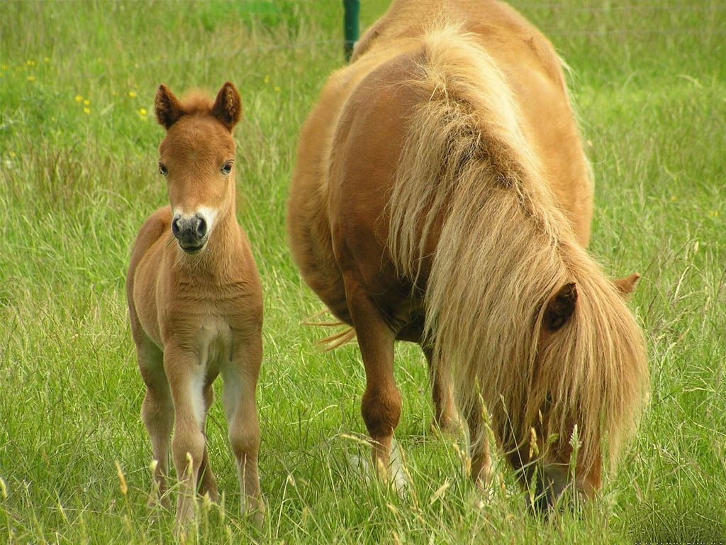 hd, belgian, animals, horses, art, 480P, draft, HD Wallpaper