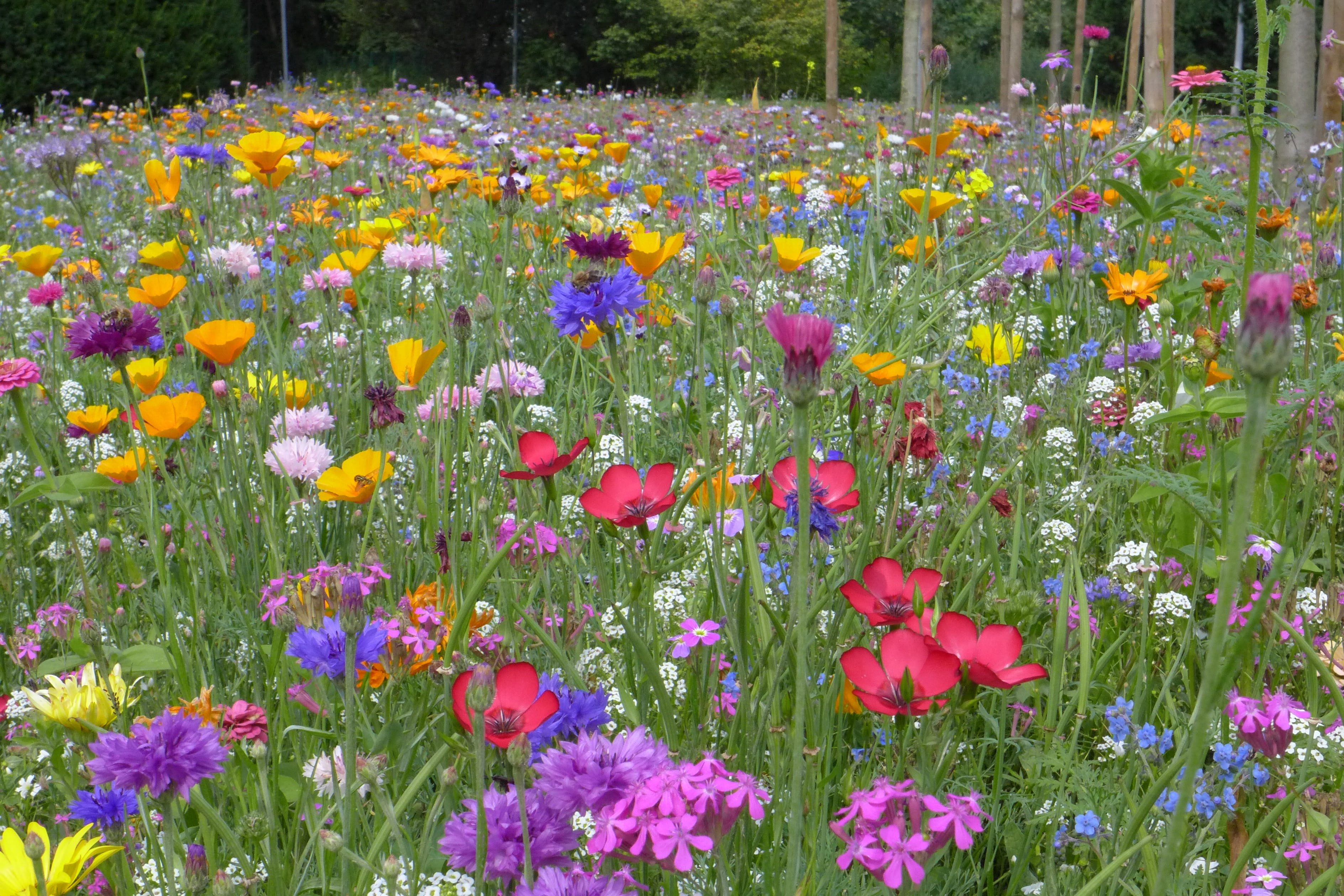 vulnerability, blue, flowering plant, no people, breed, multi colored, beauty in nature, petal, close-up, springtime, color, land, meadow, inflorescence, HD Wallpaper