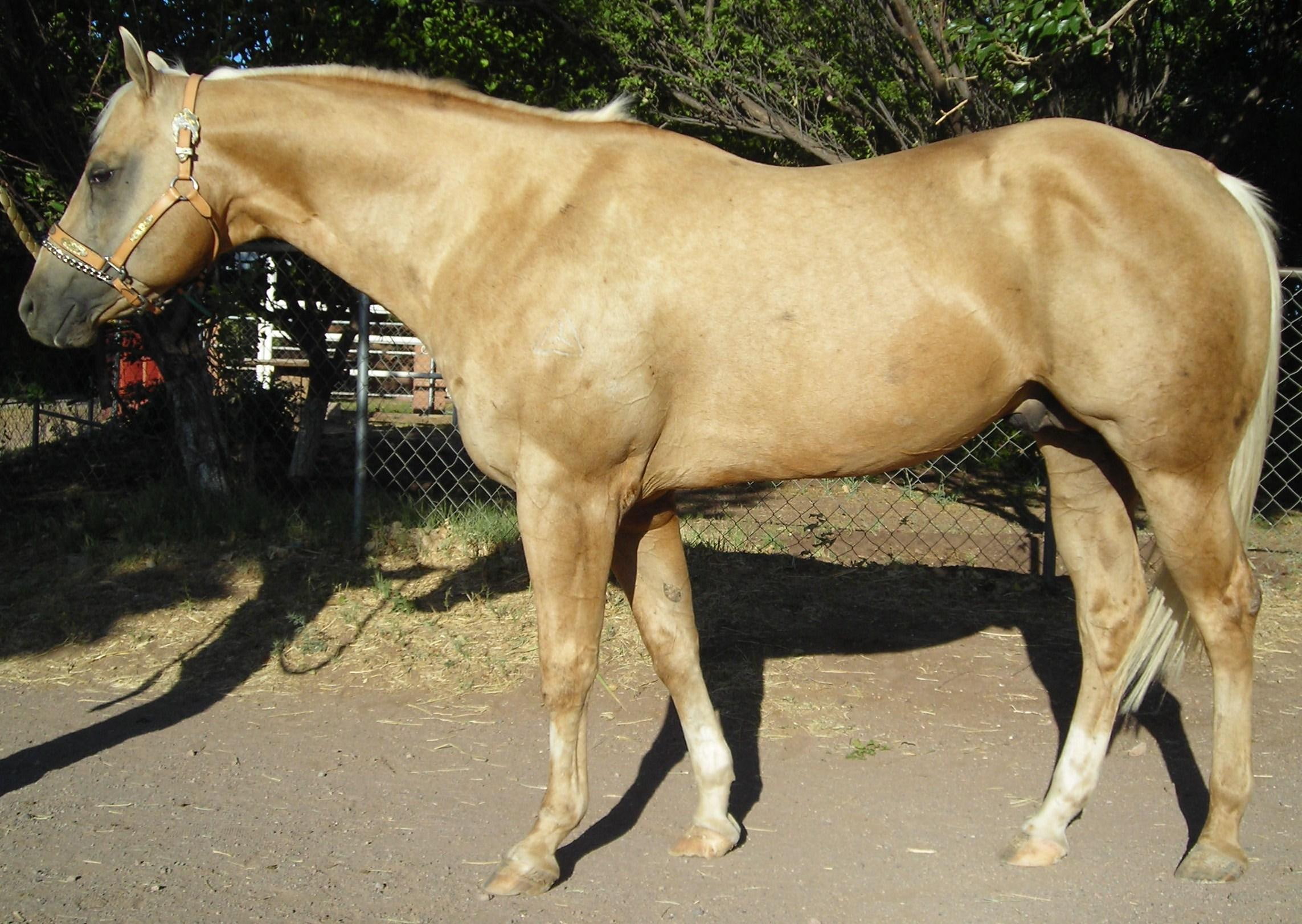 horse, palomino, stallion, 1080P, creamelo, animals, HD Wallpaper