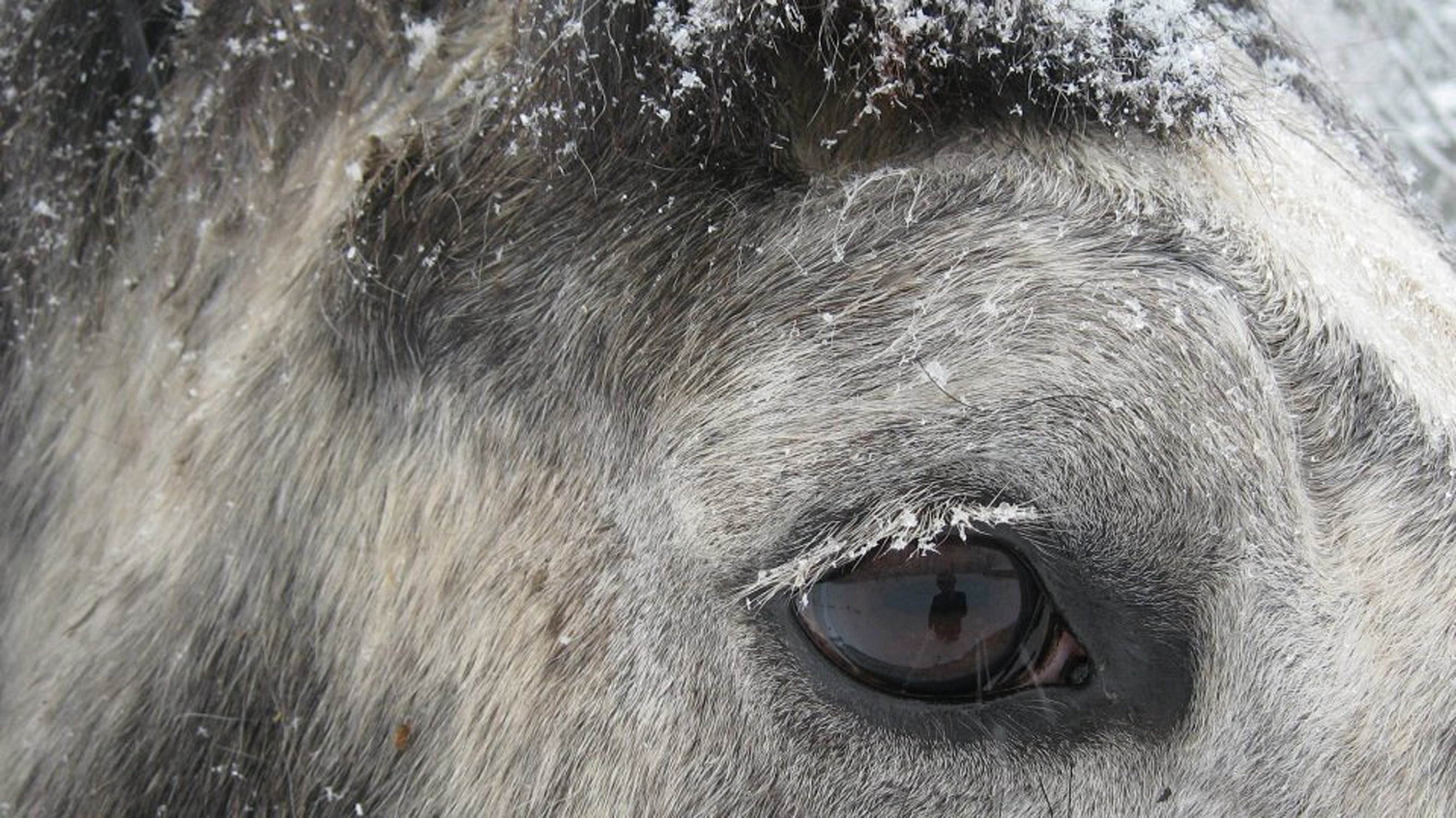 vertebrate, animal wildlife, pets, no people, day, outdoors, snow flakes, draft, 2K, selective, animal body part, eye, animals in the wild, body part, HD Wallpaper