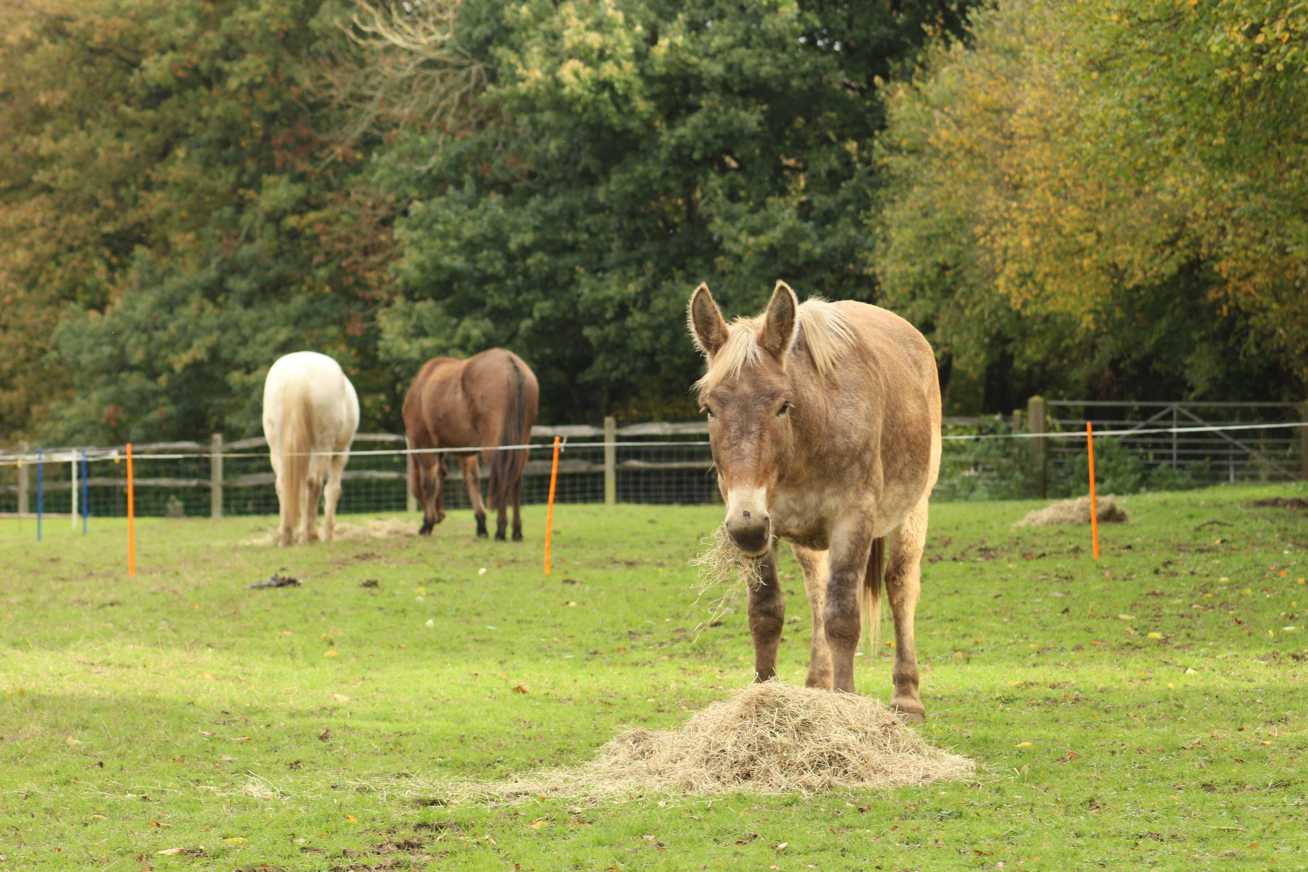 mammal, animal themes, mule, group of animals, big, boundary, farm, rural, vertebrate, pony, happy, comtois, summer, paddock, land, livestock, animal, green color, HD Wallpaper