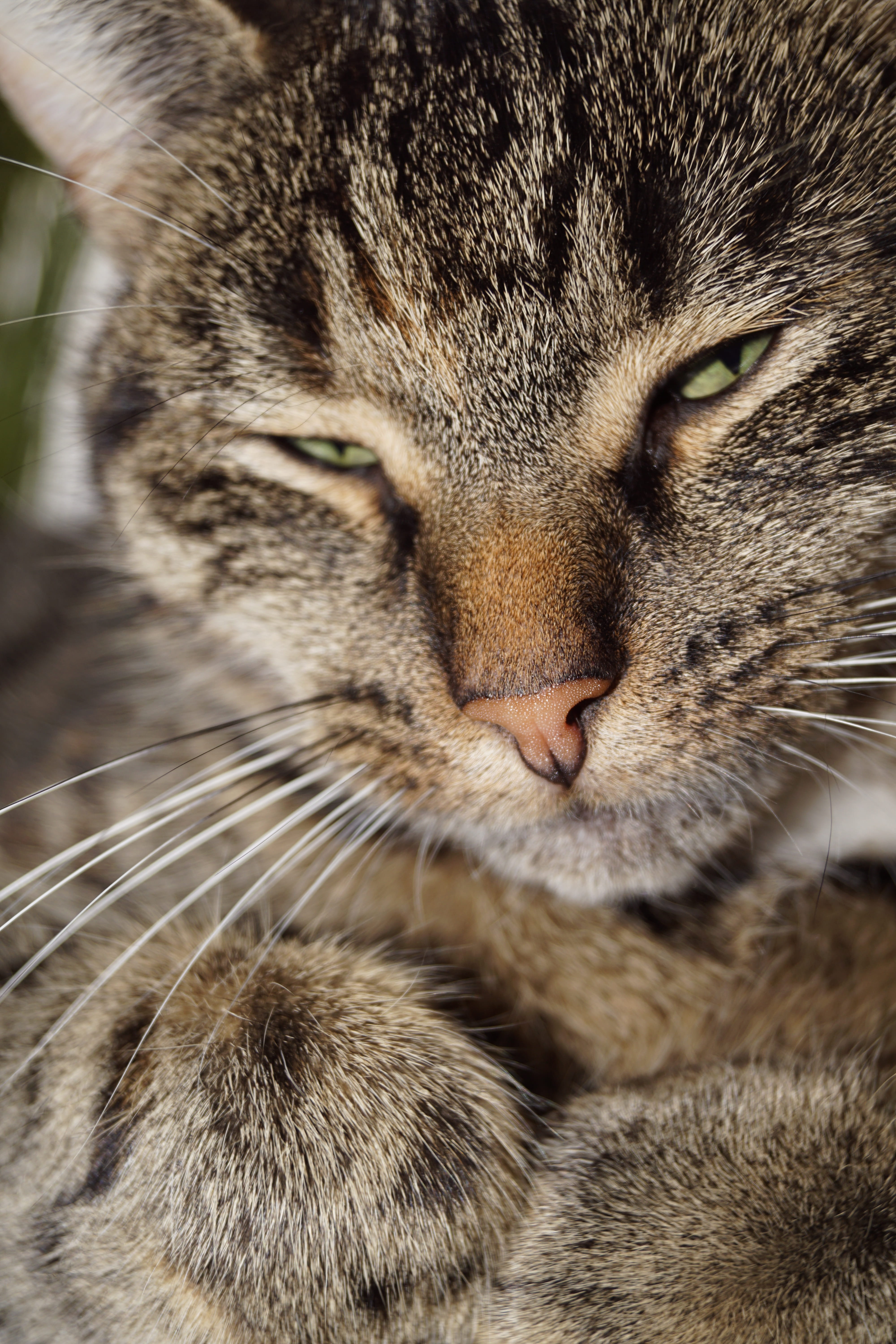pets, cat, animal, mammal, animal themes, snout, vertebrate, indoors, domestic cat, dear, 5K, one animal, relaxation, feline, close-up, animal body part, Phone HD Wallpaper
