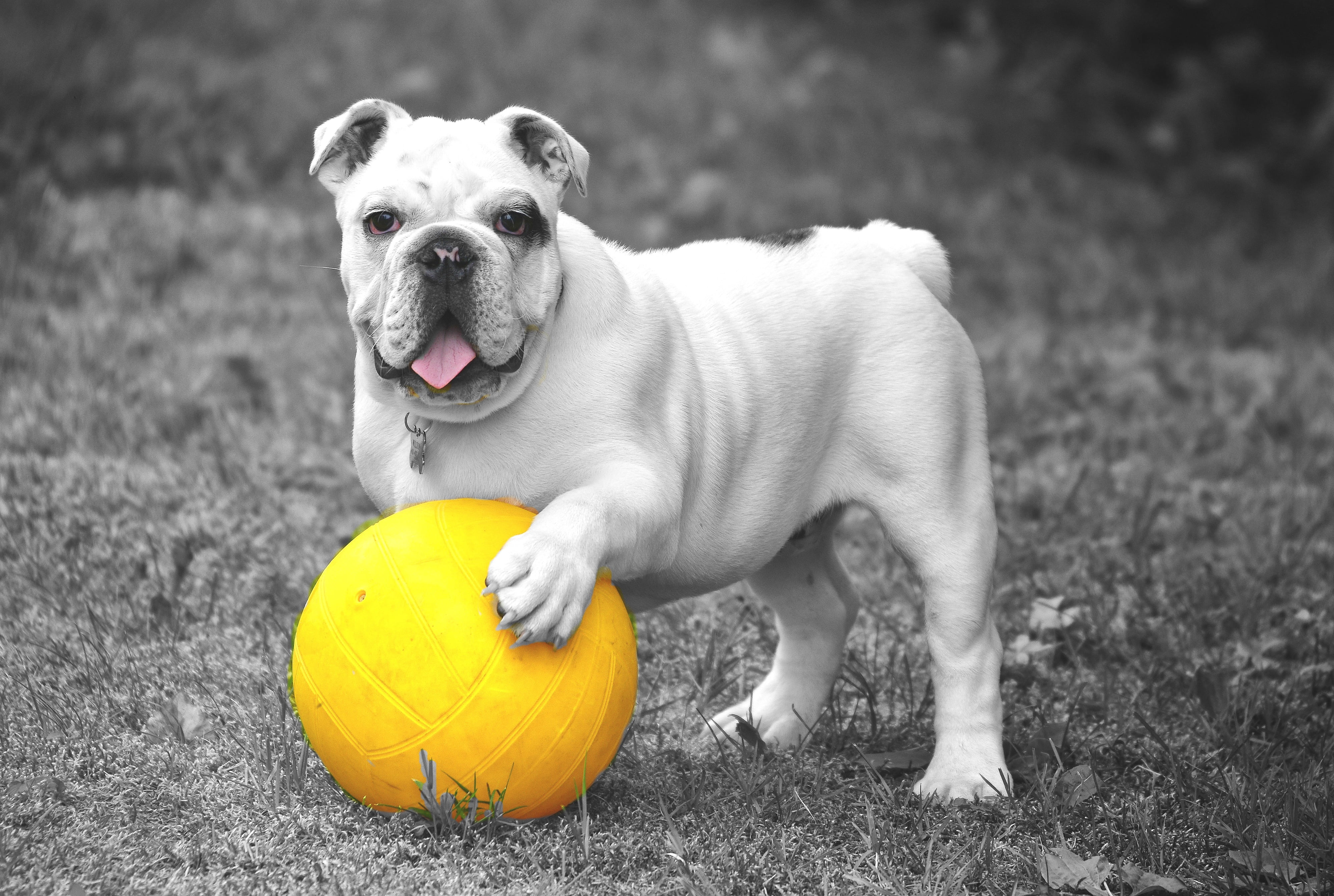 canine, mammal, field, ball game, grass, play, color, animal themes, played, one animal, animal world, chubby, animal head, animal mouth, necklace, pets, HD Wallpaper