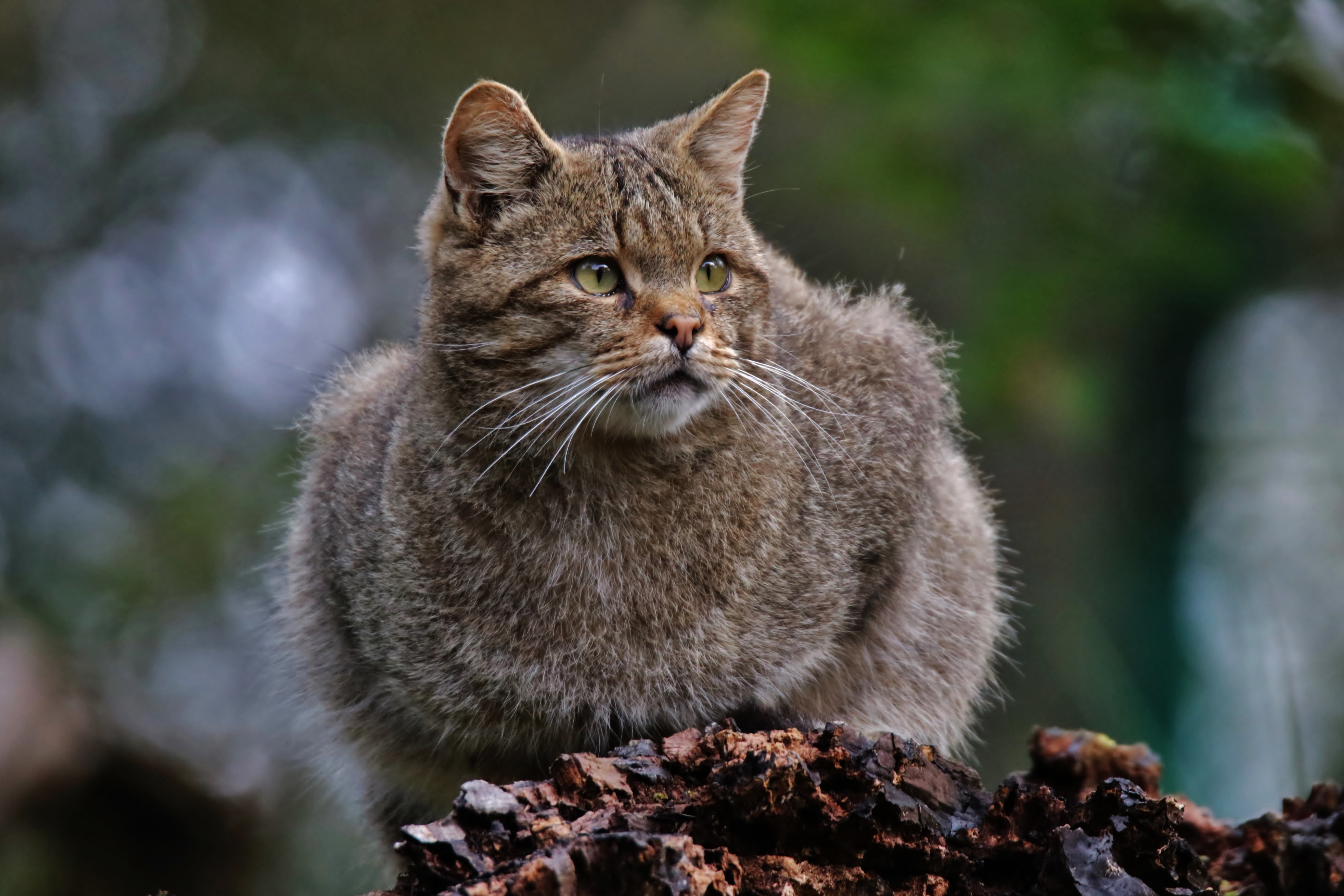 portrait, day, bokeh, cat, solid, domestic, sits, rock - object, focus on foreground, vertebrate, feline, no people, animal themes, chubby, rock, domestic animals, HD Wallpaper