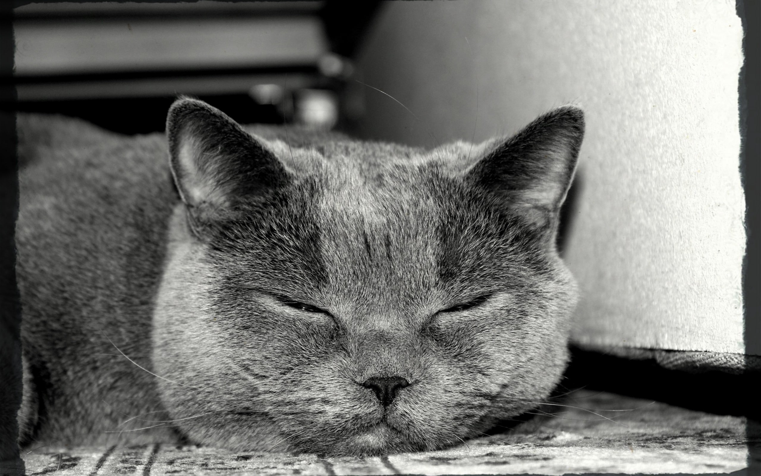 napping, animal themes, lying down, lazy, one animal, pets, indoors, relaxation, vertebrate, feline, sleeping, 2K, monochrome, domestic cat, domestic animals, HD Wallpaper
