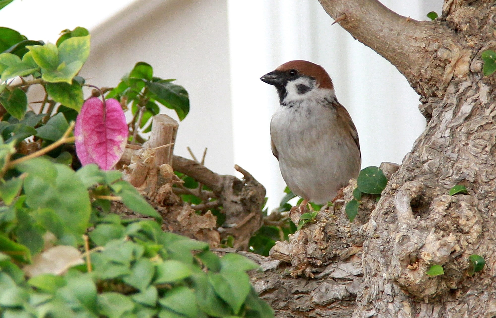 fertilizer, leaf, Bougainvillea, green, Sparrow, bird, animal wildlife, Birds, nature, no people, red, ecology, animal, one animal, perching, branches, HD Wallpaper