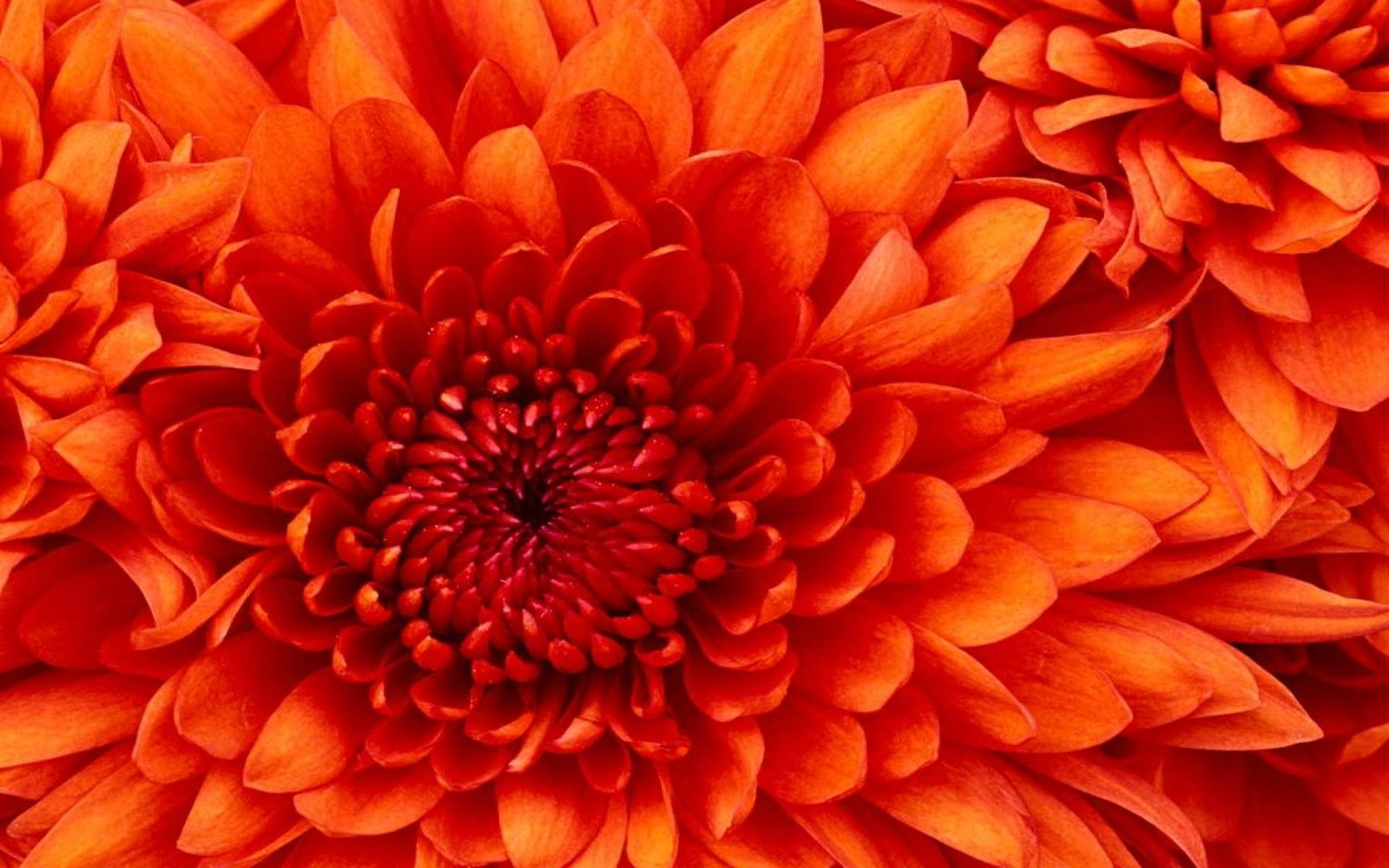 windows, 2K, d, f, chrysantheme, r, tapete, rote, HD Wallpaper