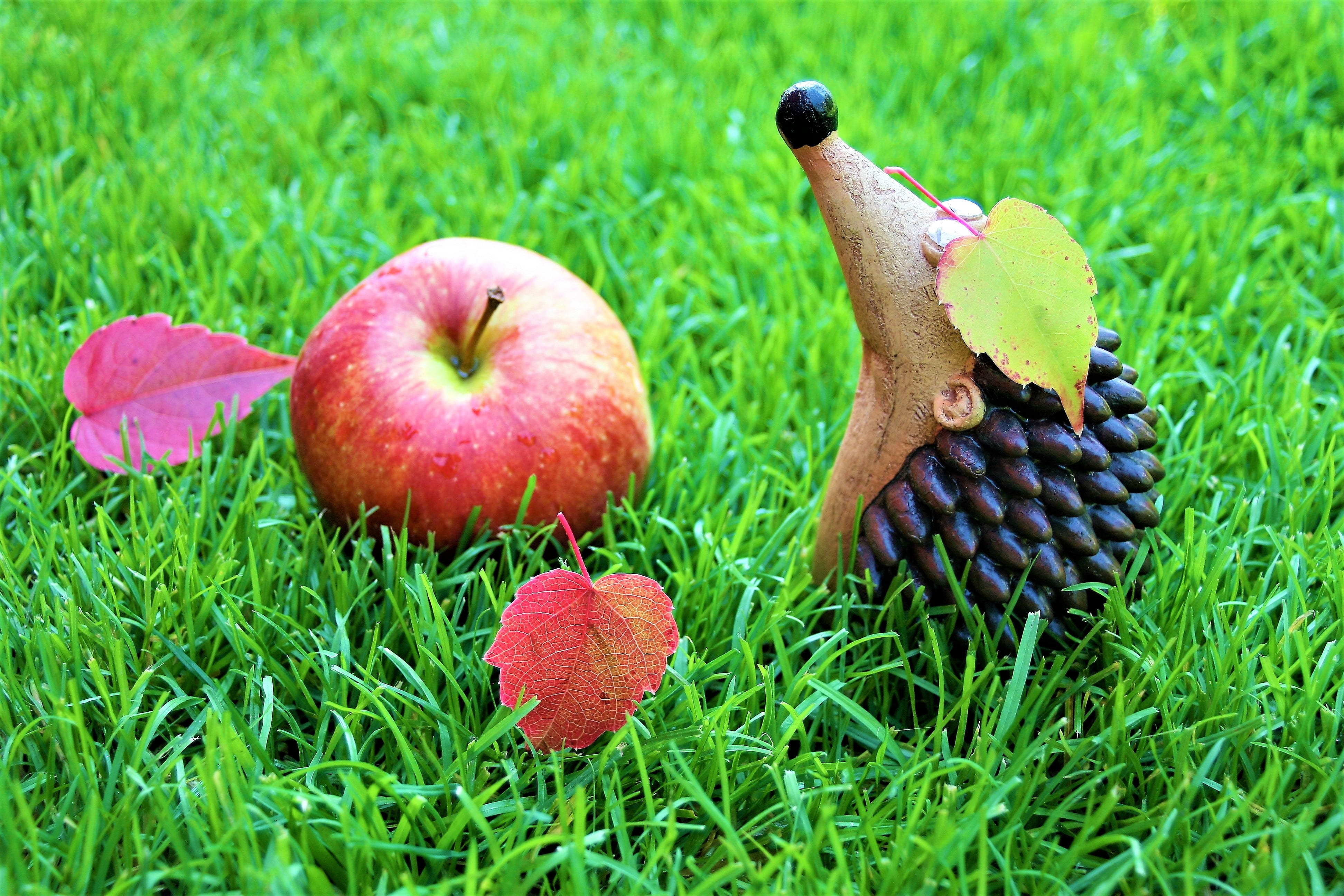 green color, wellbeing, day, land, close-up, field, lean, healthy eating, the figurine, growth, red, colorful, green, ripe, autumn weather, clay, funny, HD Wallpaper