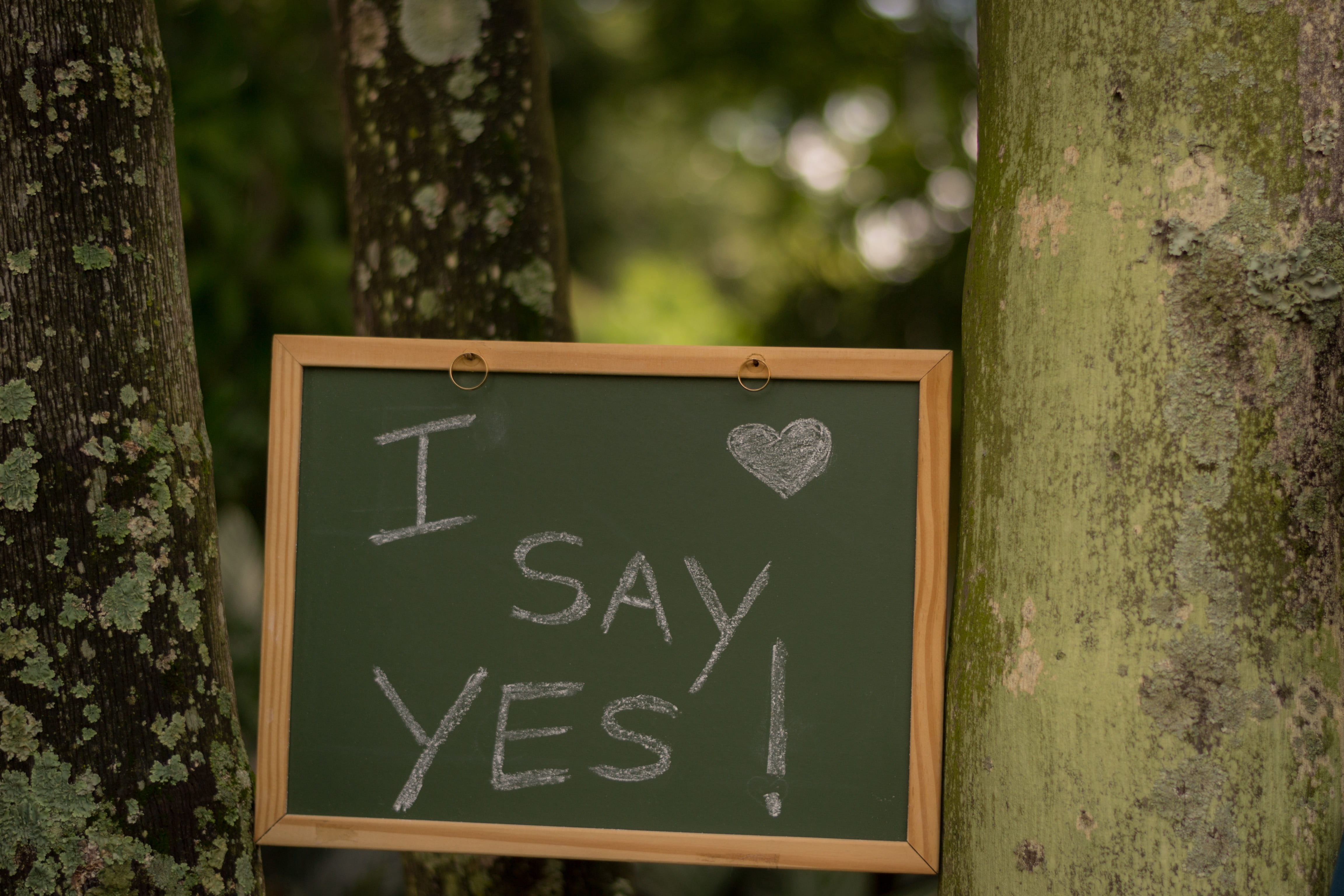 information, wooden, day, information sign, sign, chalk - art equipment, board, western script, message, tree trunk, blackboard, environment, no people, HD Wallpaper