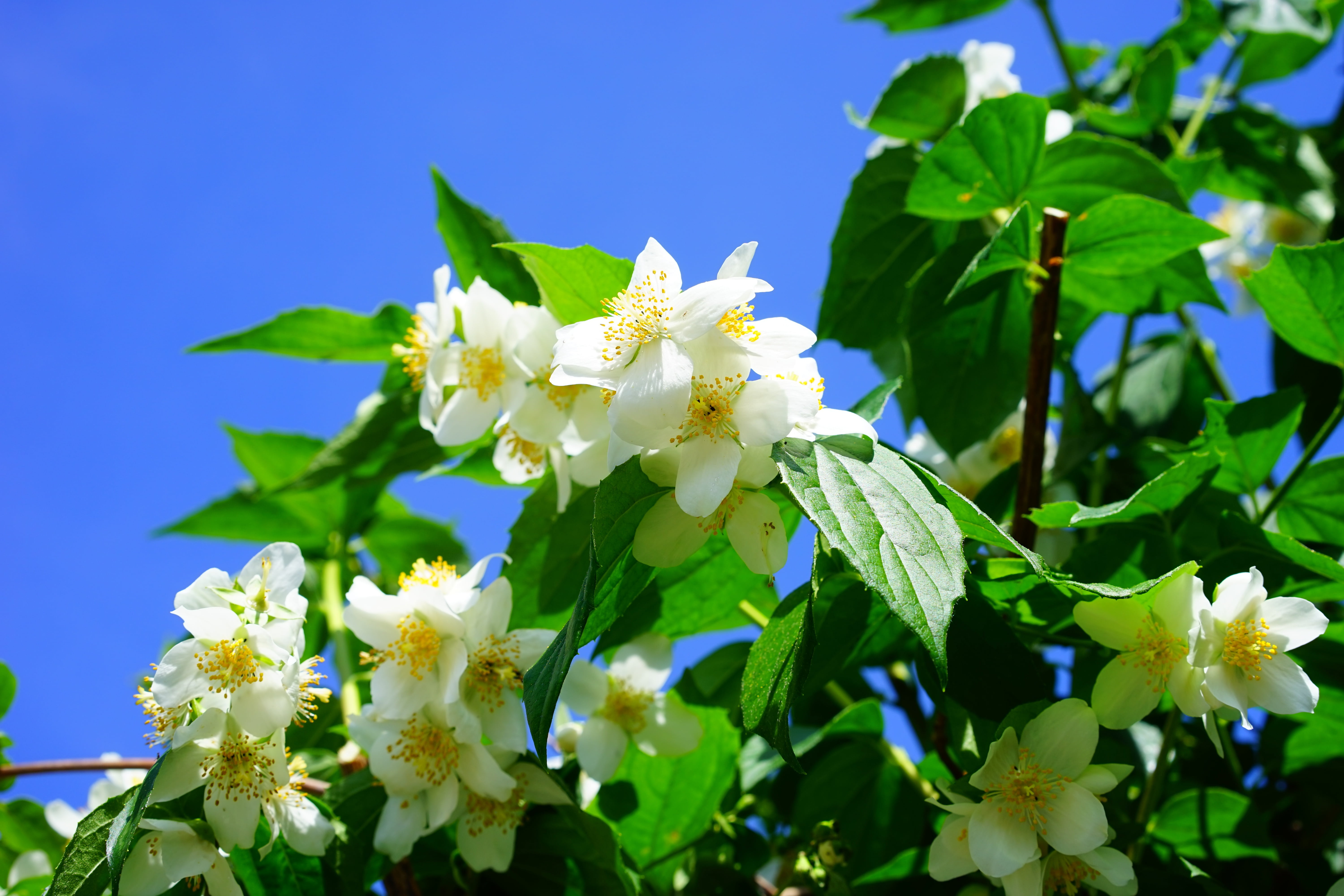 beauty in nature, smell, summer jasmine, white color, mock orange, outdoors, pale whistle shrub, pollen, greenhouse hydrangea, bauer jasmin, philadelphus coronary, HD Wallpaper