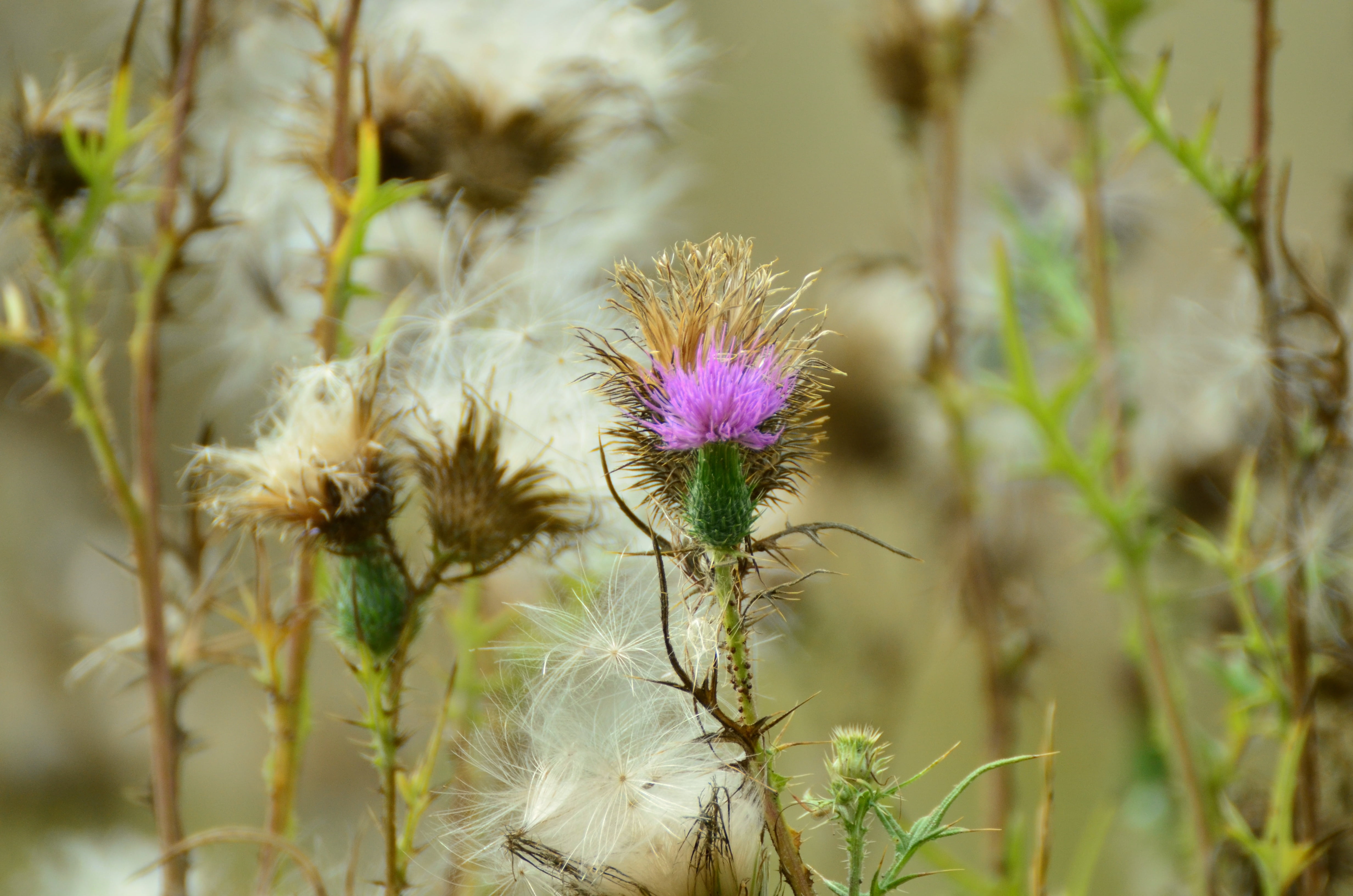 fragility, growth, flower head, day, purple, flower coronary, plant stem, 4K, focus on foreground, outdoors, thistle, beauty in nature, freshness, acker thistle, HD Wallpaper