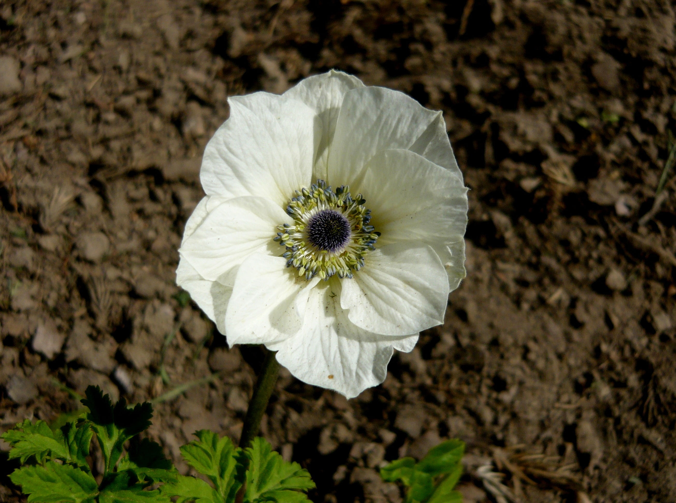day, fragility, plant, garden flowers, close-up, growth, high angle view, white color, inflorescence, anemone coronary, beauty in nature, petal, garden, HD Wallpaper