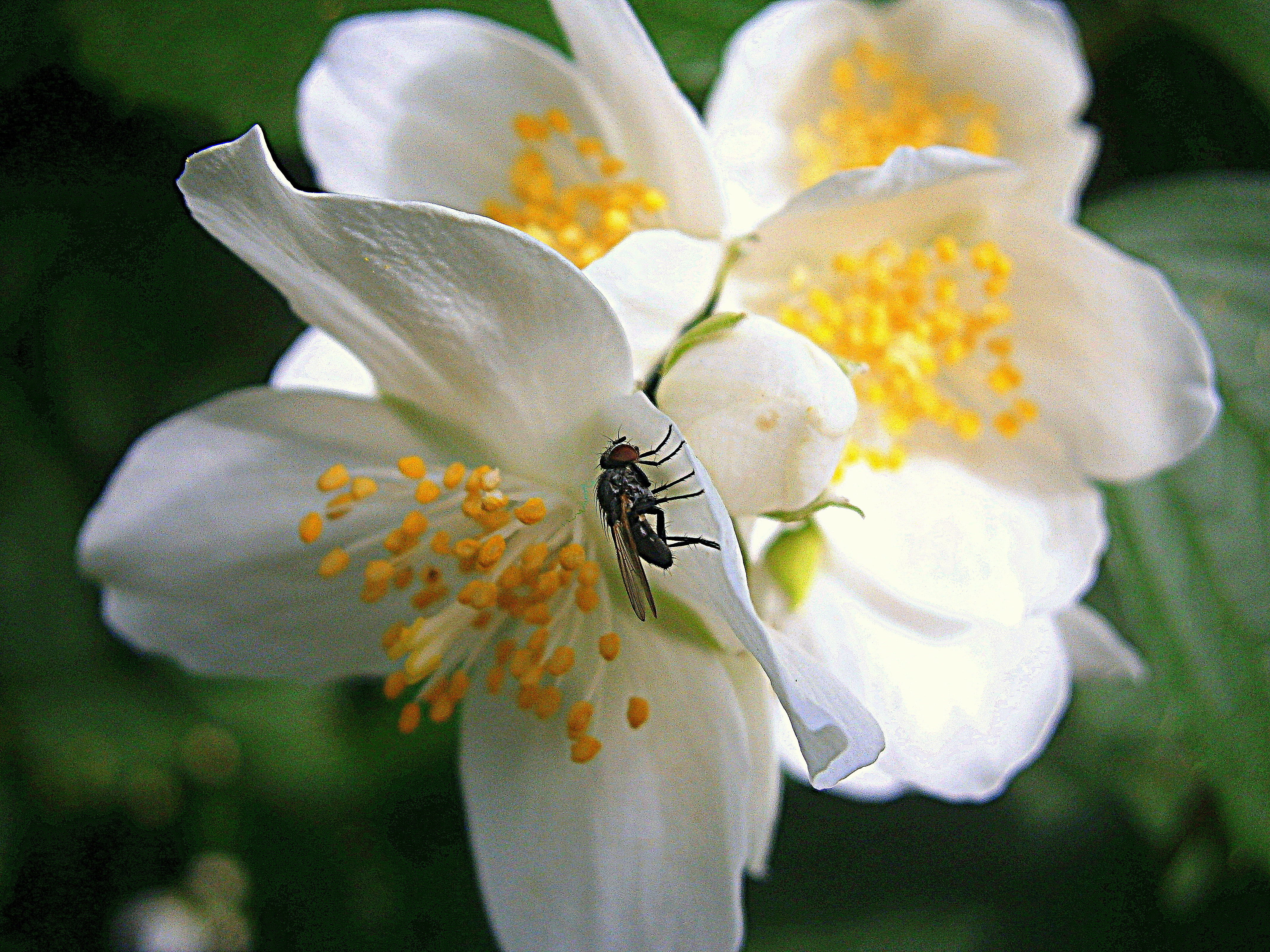 whopper, nectar, philadelphus coronary, flowering plant, vectors, animal, blossom, wing, ornamental shrub, 4K, white color, flower garden, mock orange, HD Wallpaper