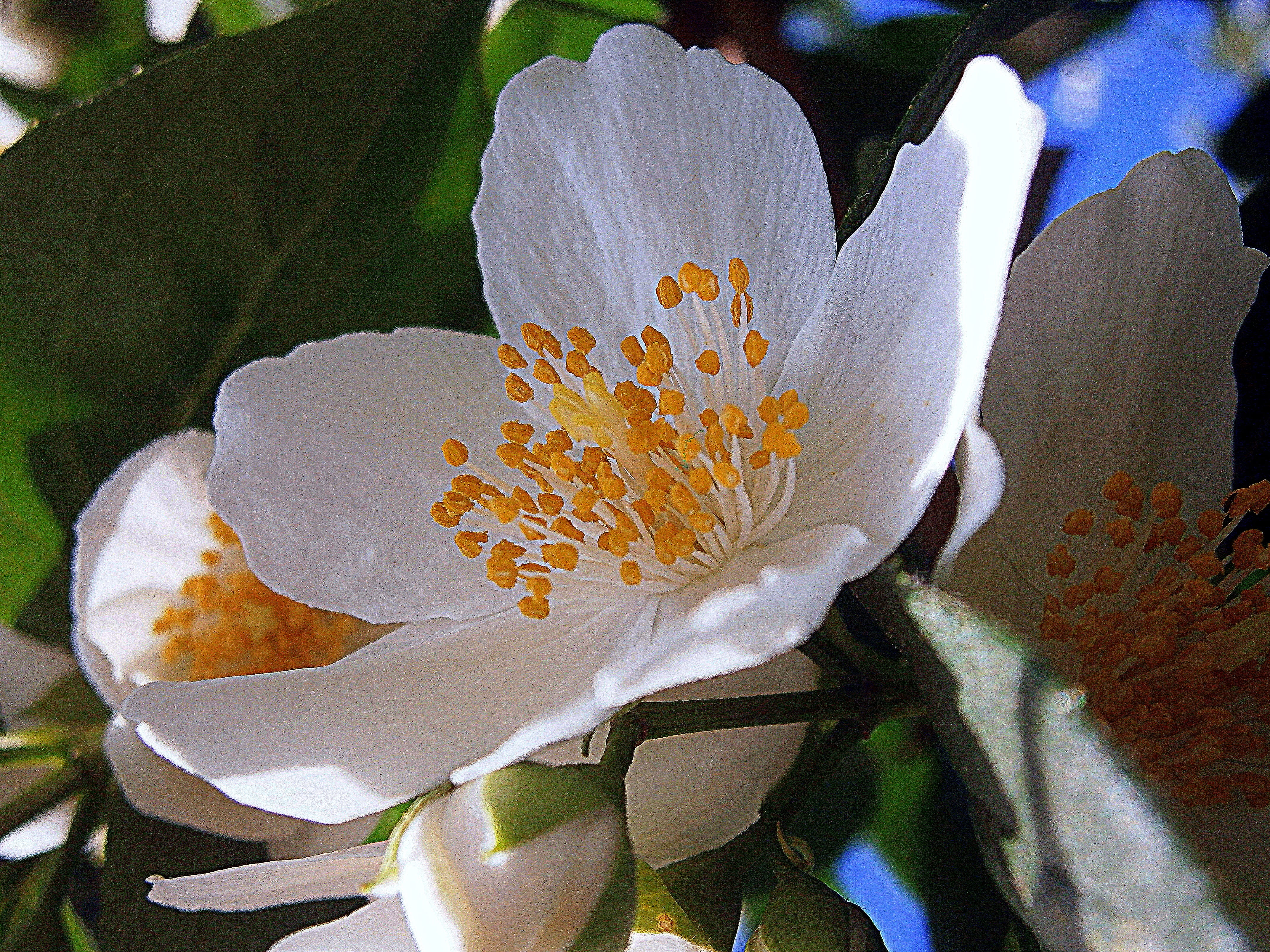 plant, mock orange, sepals, blossom, flowering time, beauty in nature, summer, bright, vulnerability, greenhouse hydrangea, inflorescence, pale whistle shrub, HD Wallpaper