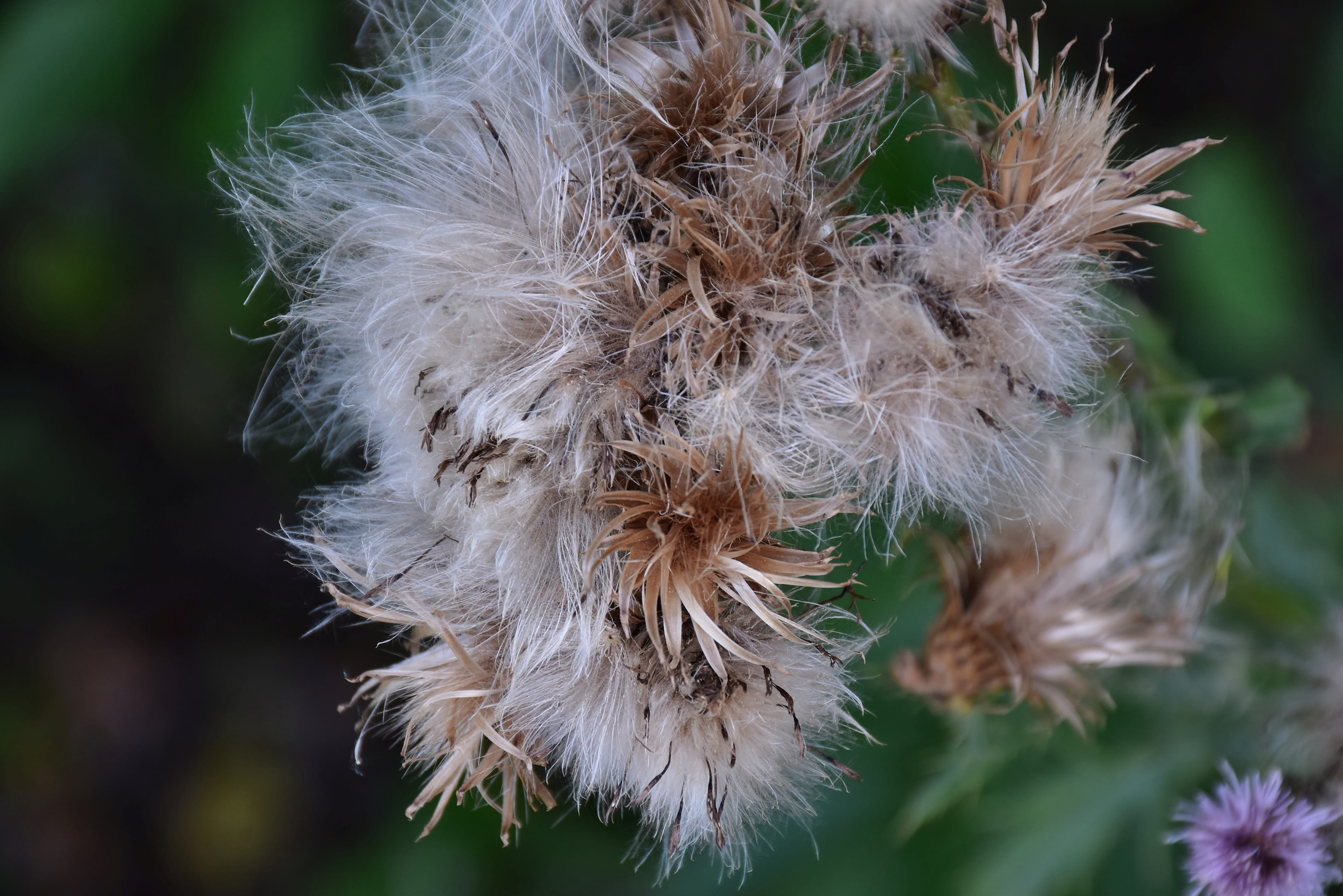 green, inflorescence, thistle, white color, flower head, focus on foreground, softness, wilted plant, fragility, wild flowers, plant, no people, nature, HD Wallpaper