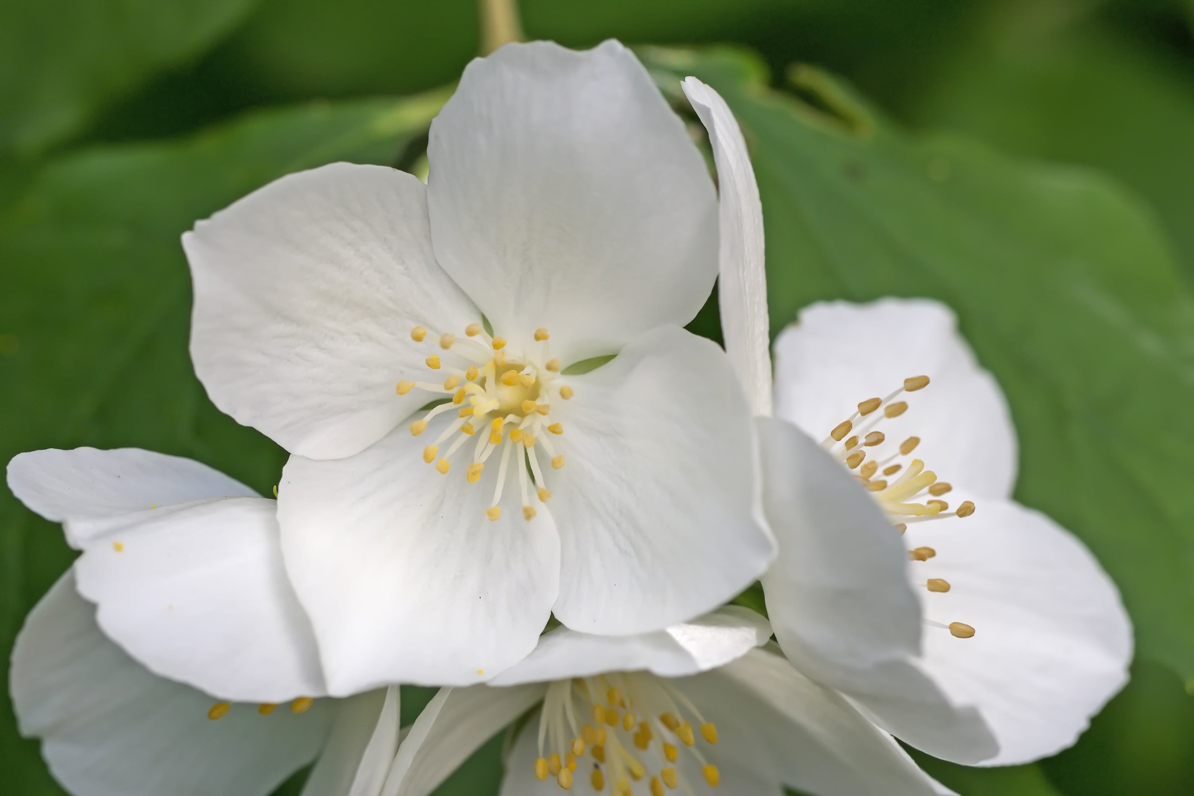 day, blossom, bauer jasmin, flower head, vulnerability, bloom, fragility, growth, inflorescence, beauty in nature, petal, flowering plant, mock orange, HD Wallpaper