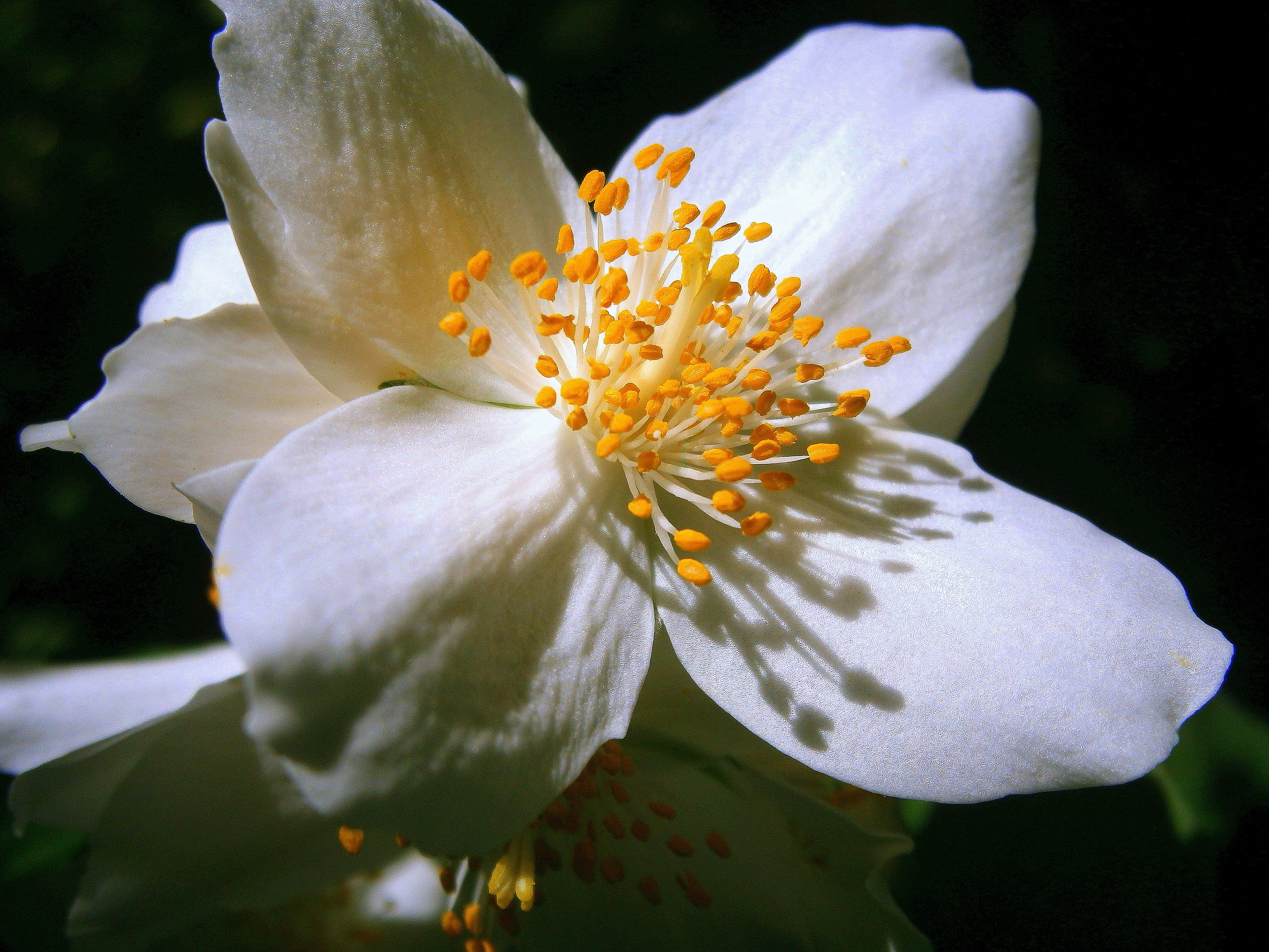 4K, bloom, outdoors, flowering plant, pollen, flora, hydrangeaceae, bauer jasmin, stamen, mock orange, iris - plant, light, fragility, inflorescence, european whistle shrub, HD Wallpaper
